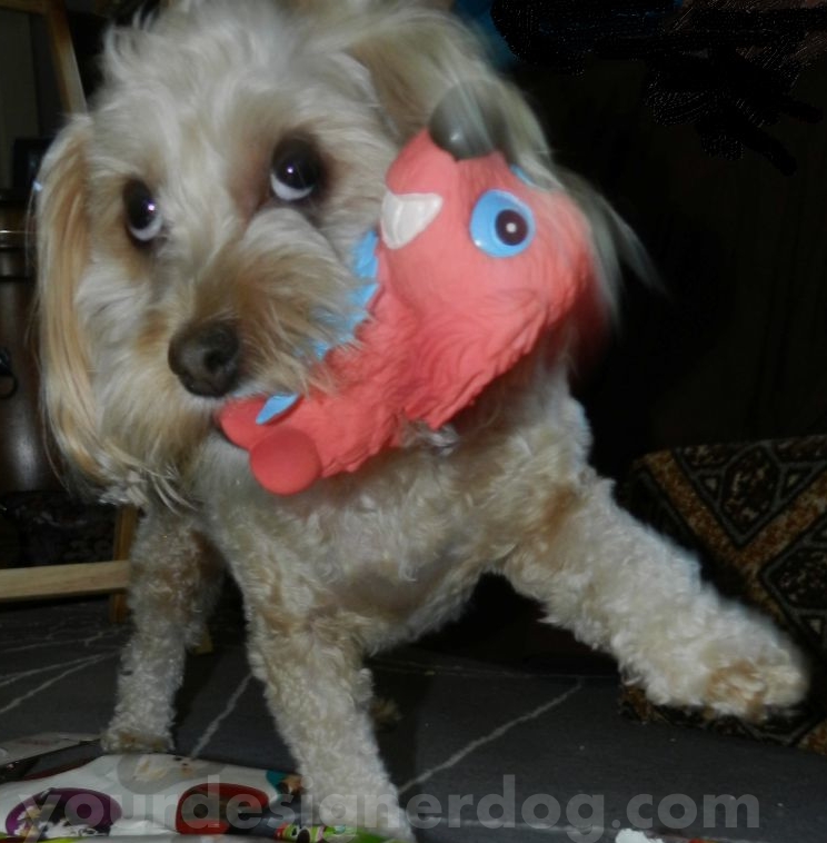 dogs, designer dogs, yorkipoo, yorkie poo, squeaky toy, dog toy