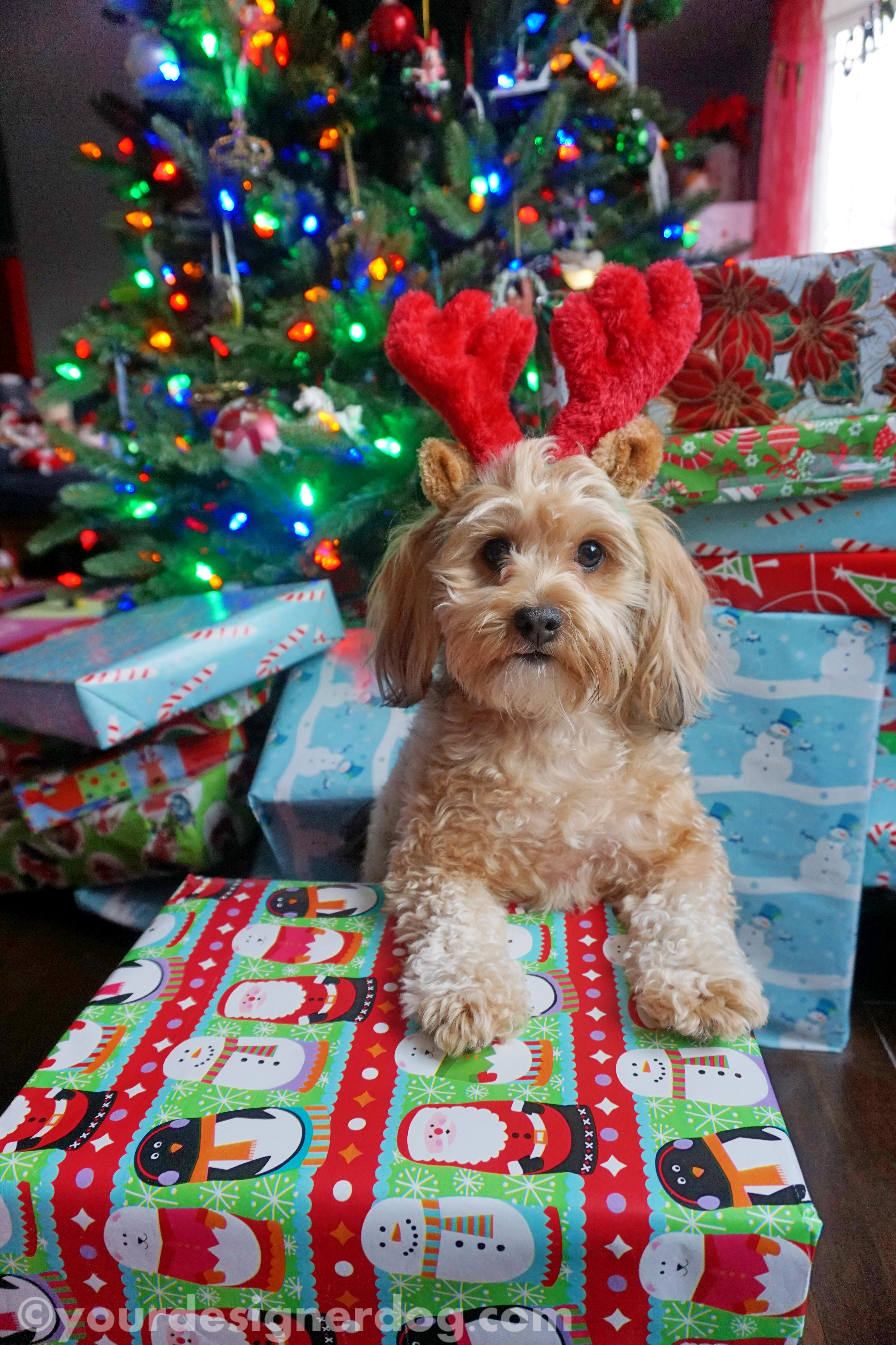 dogs, designer dogs, yorkipoo, yorkie poo, christmas tree, presents, reindeer