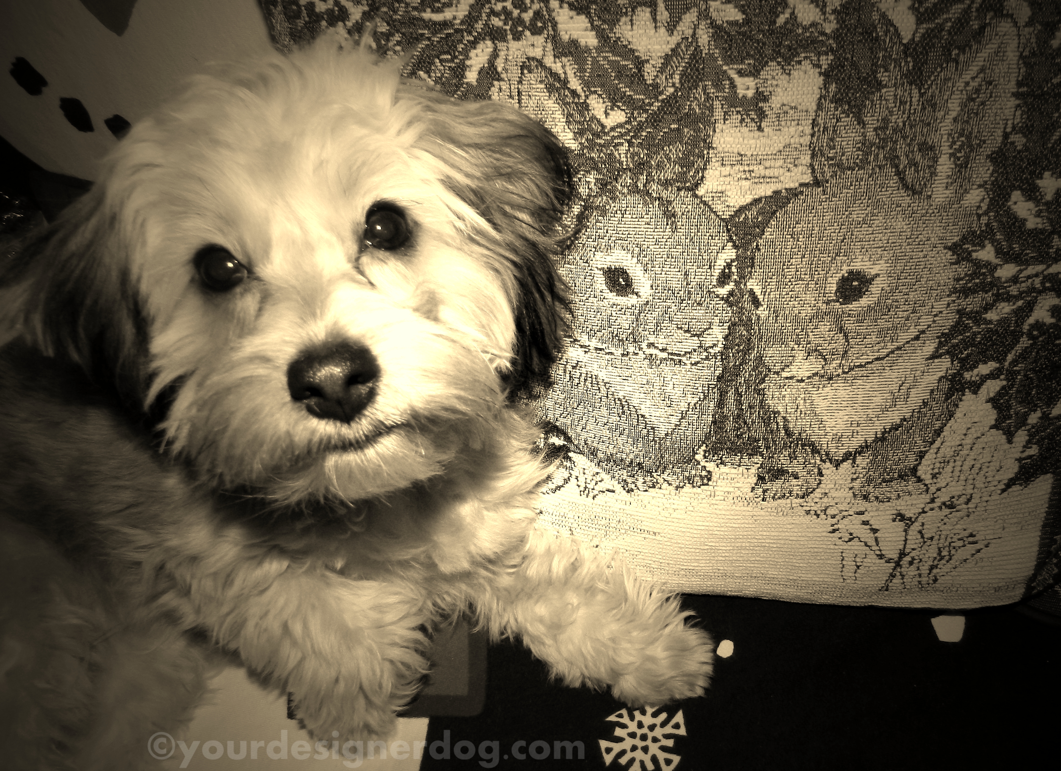 dogs, designer dogs, yorkipoo, yorkie poo, puppy, bunny, winter, sepia photography