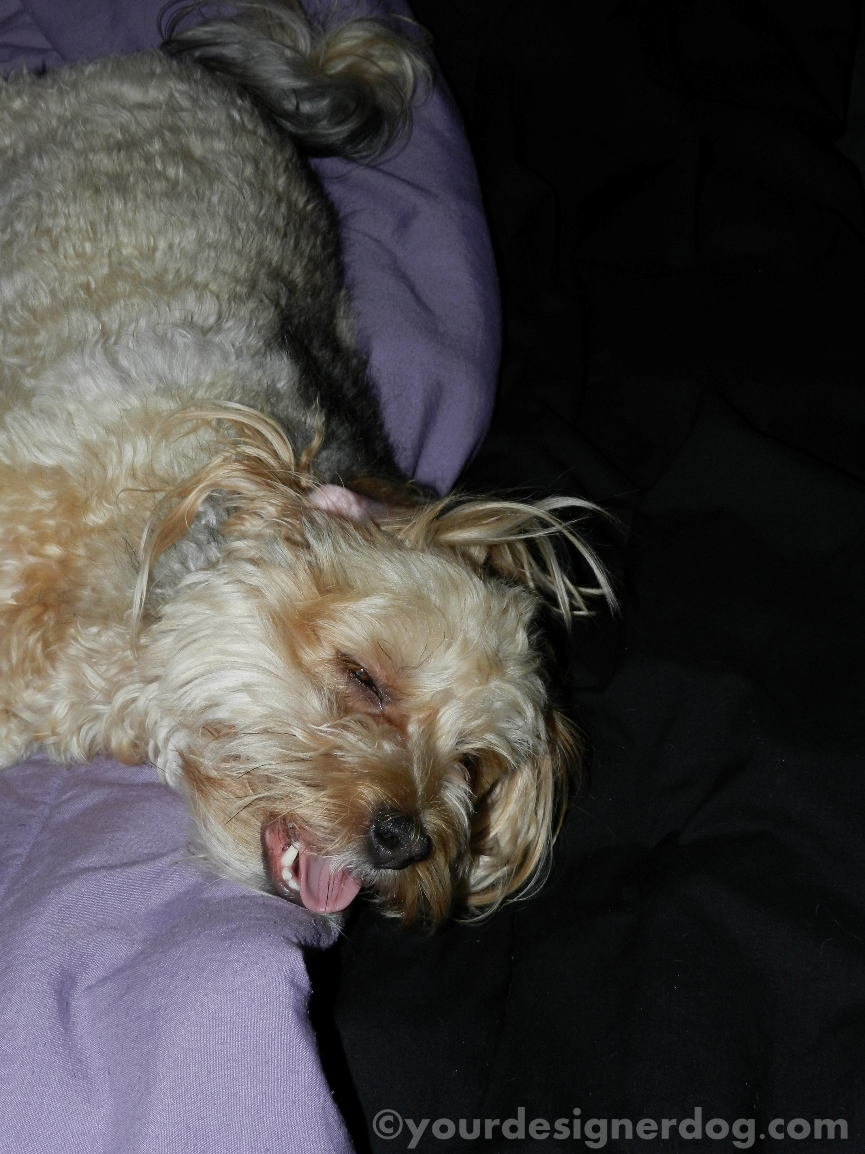 dogs, designer dogs, yorkipoo, yorkie poo, blooper, outtakes, tongue out