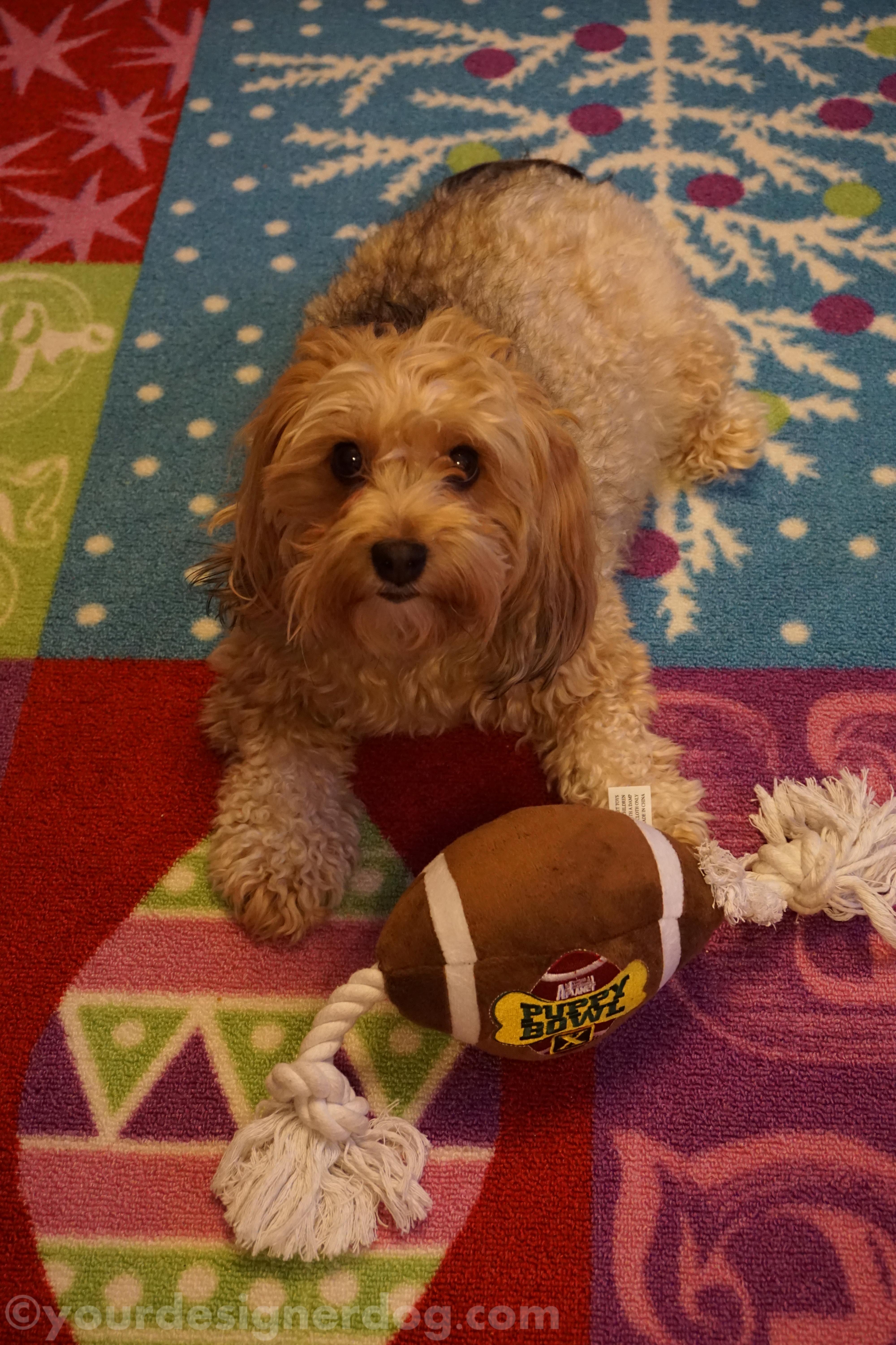 dogs, designer dogs, yorkipoo, yorkie poo, football, puppy bowl, super bowl
