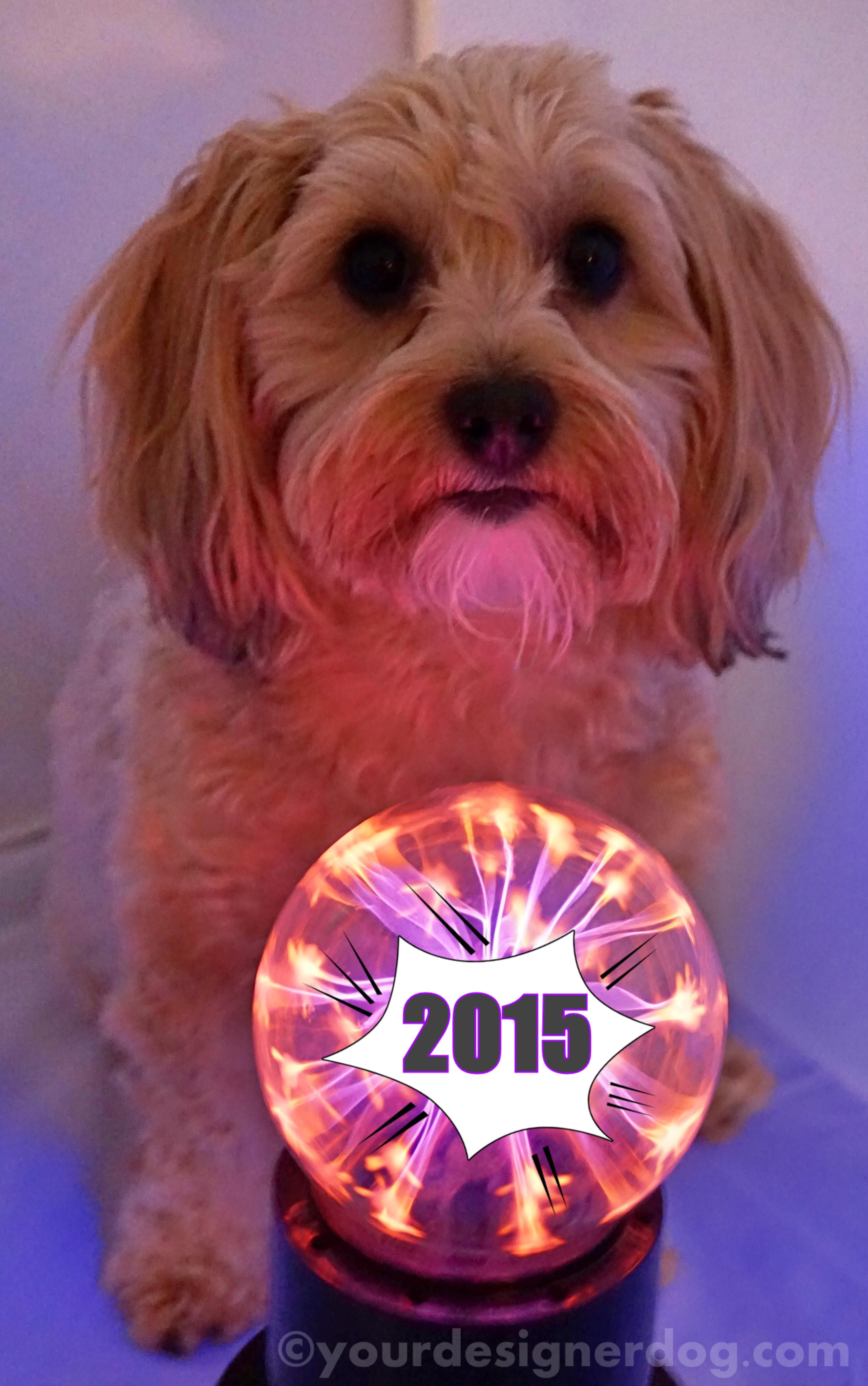 dogs, designer dogs, yorkipoo, yorkie poo, new year's, 2015