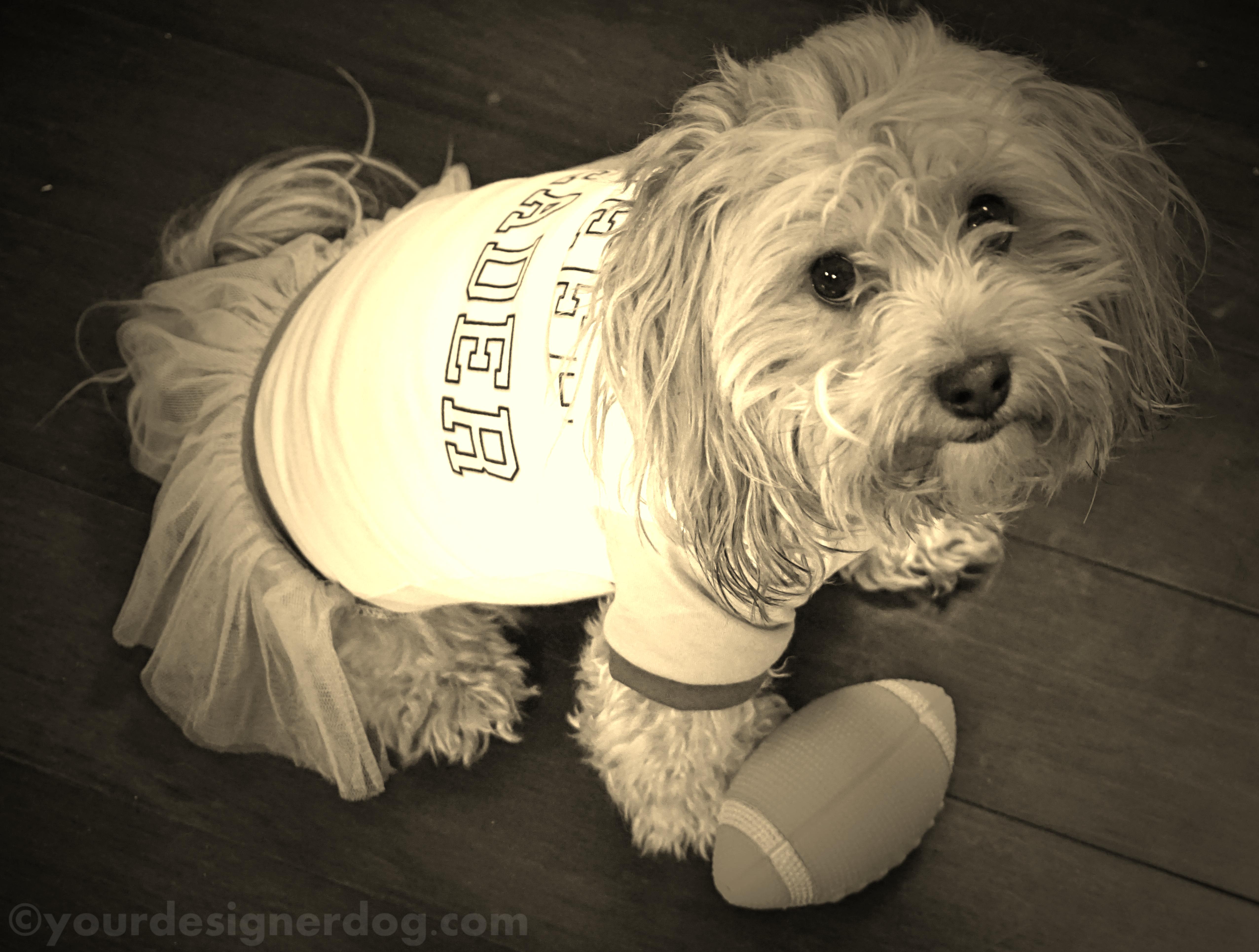 dogs, designer dogs, yorkipoo, yorkie poo, sepia photography, football, cheerleader, puppy bowl, super bowl
