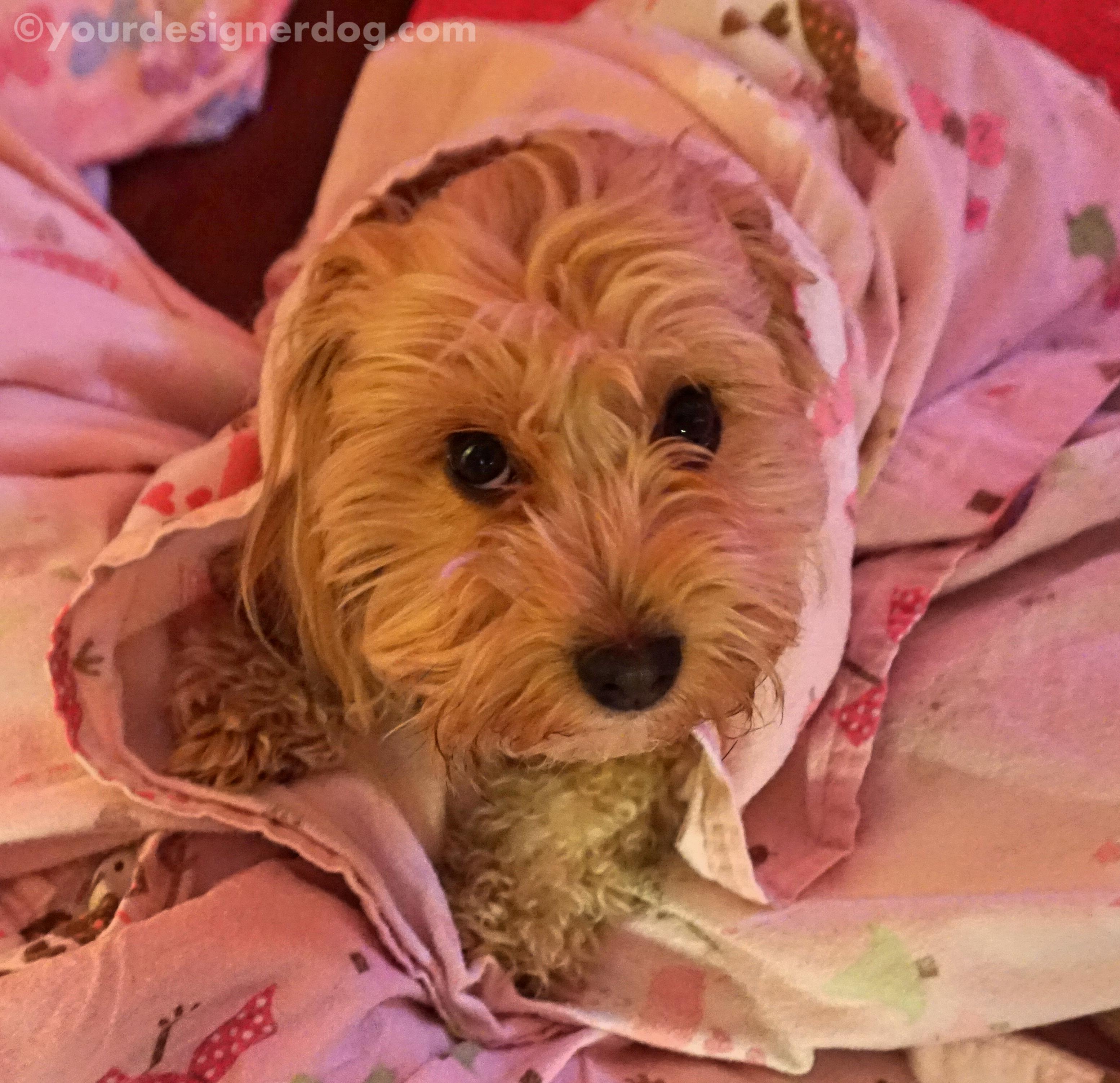 dogs, designer dogs, yorkipoo, yorkie poo, sheets, bed, sleepy puppy, chores, cleaning, mischief