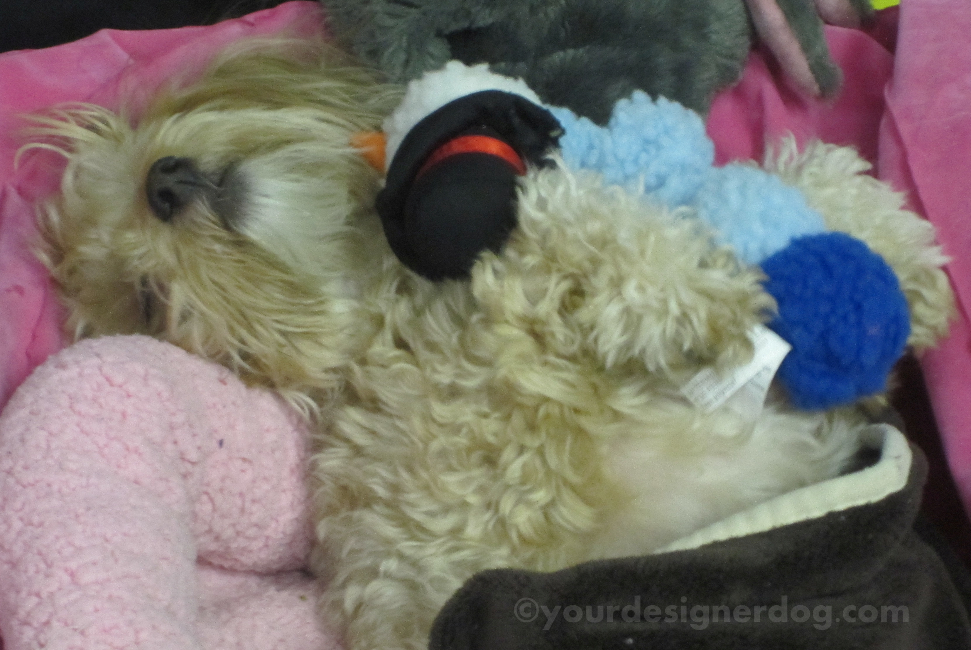 dogs, designer dogs, yorkipoo, yorkie poo, sleepy puppy, snowman, dogs at work