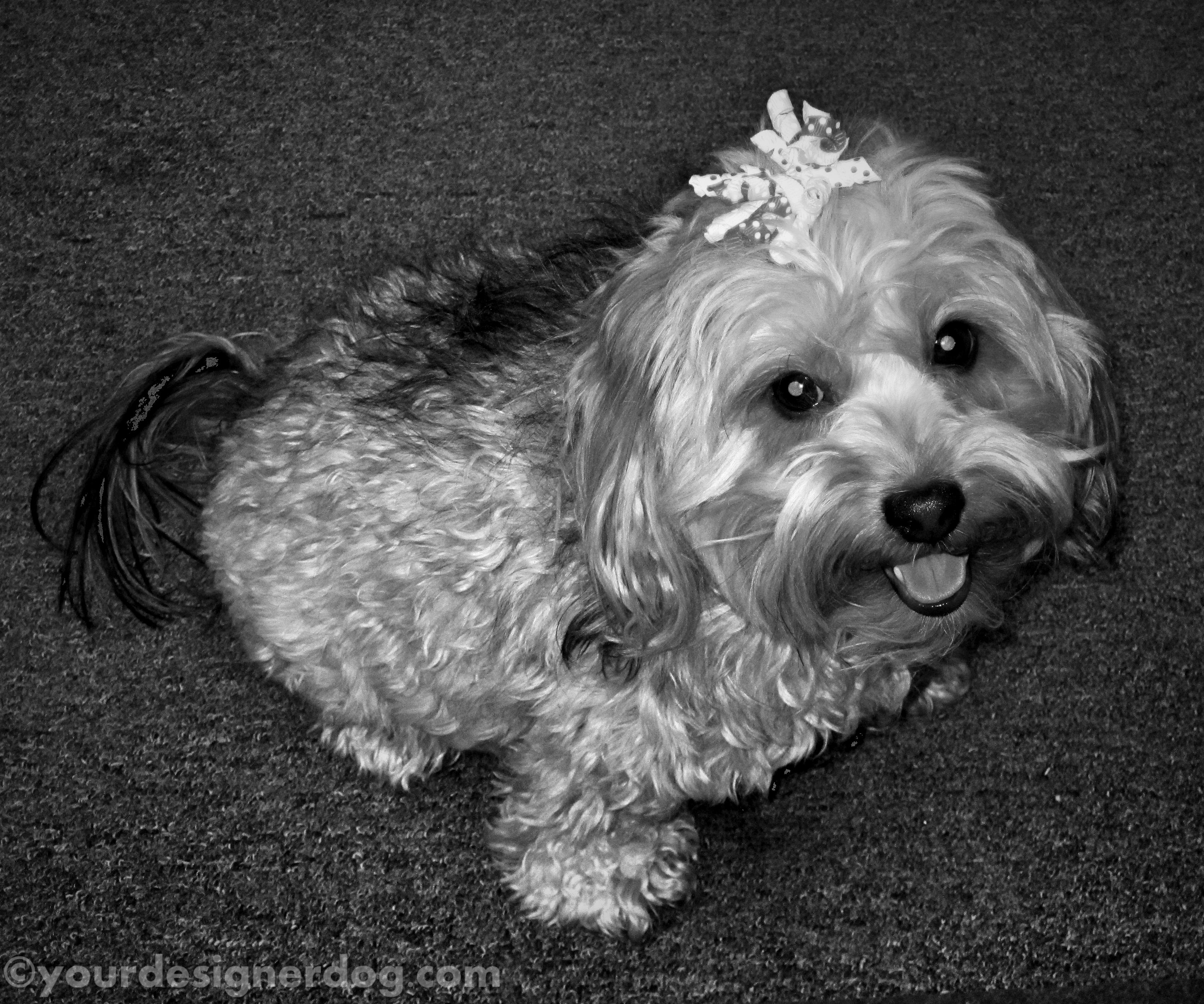 dogs, designer dogs, yorkipoo, yorkie poo, dog smiling, black and white photography, hair bow
