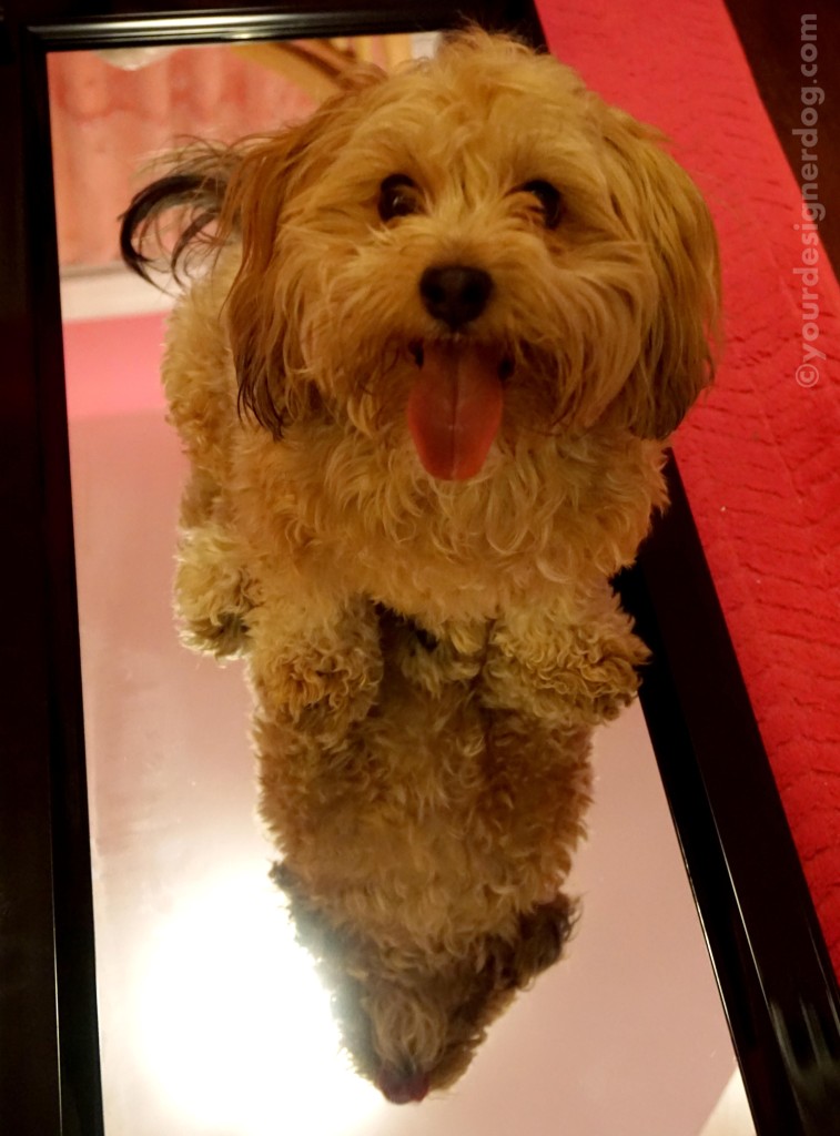 dogs, designer dogs, yorkipoo, yorkie poo, mirror, reflection, tongue out