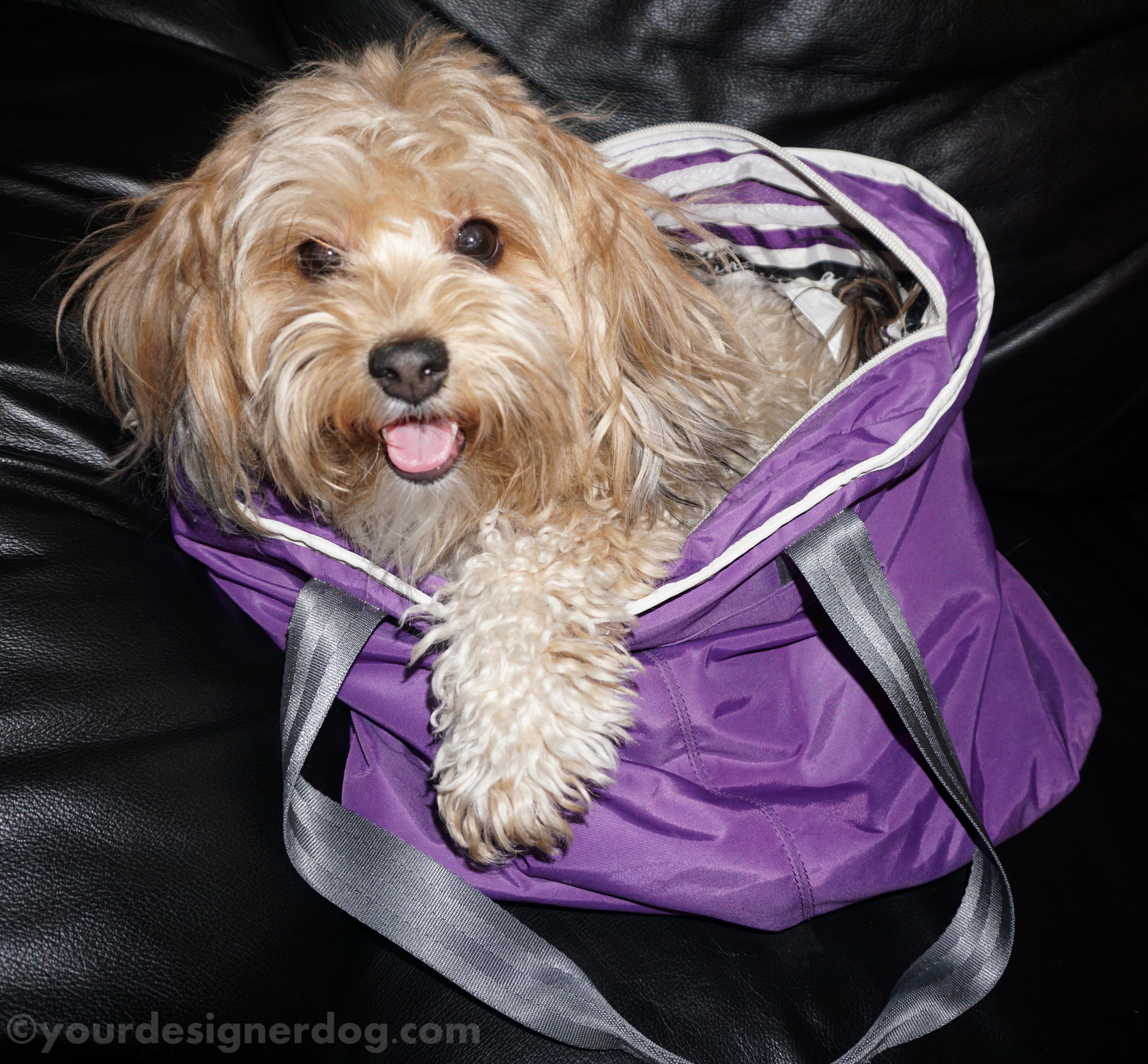 dogs, designer dogs, yorkipoo, yorkie poo, purple, tongue out, diaper bag