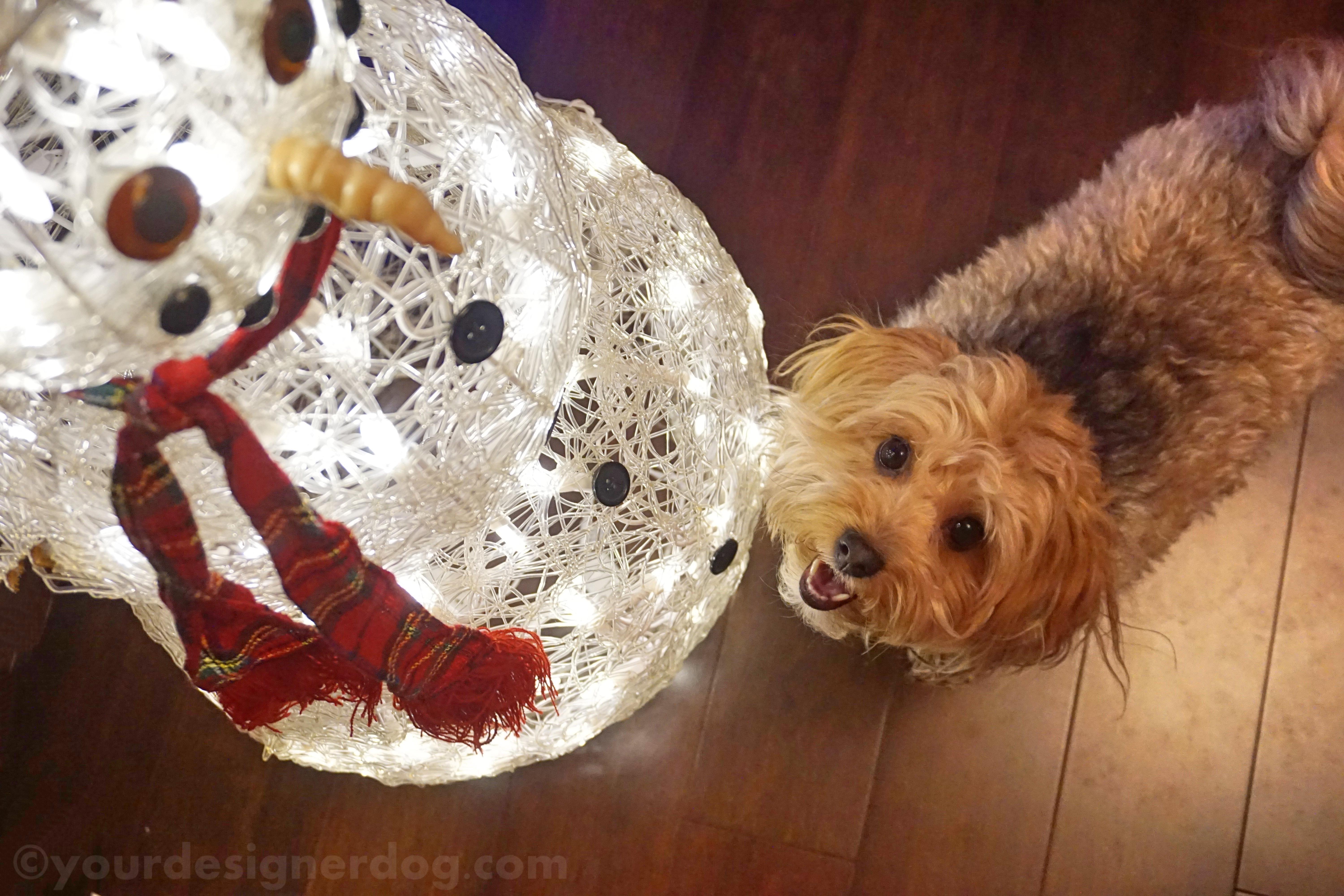 dogs, designer dogs, yorkipoo, yorkie poo, snowman, LED lights, winter, holiday decorations, dog smiling