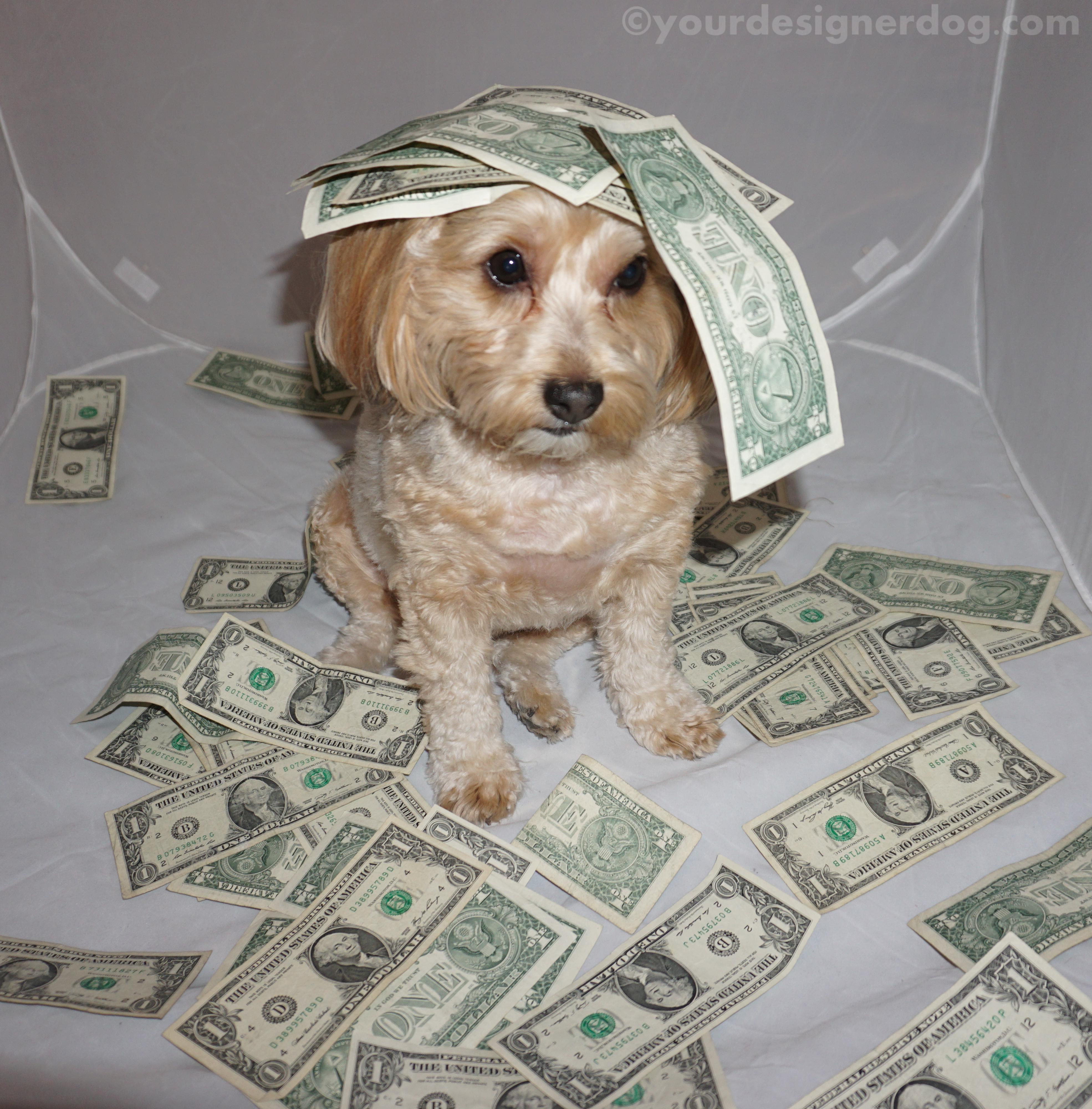 dogs, designer dogs, yorkipoo, yorkie poo, money, green, make it rain