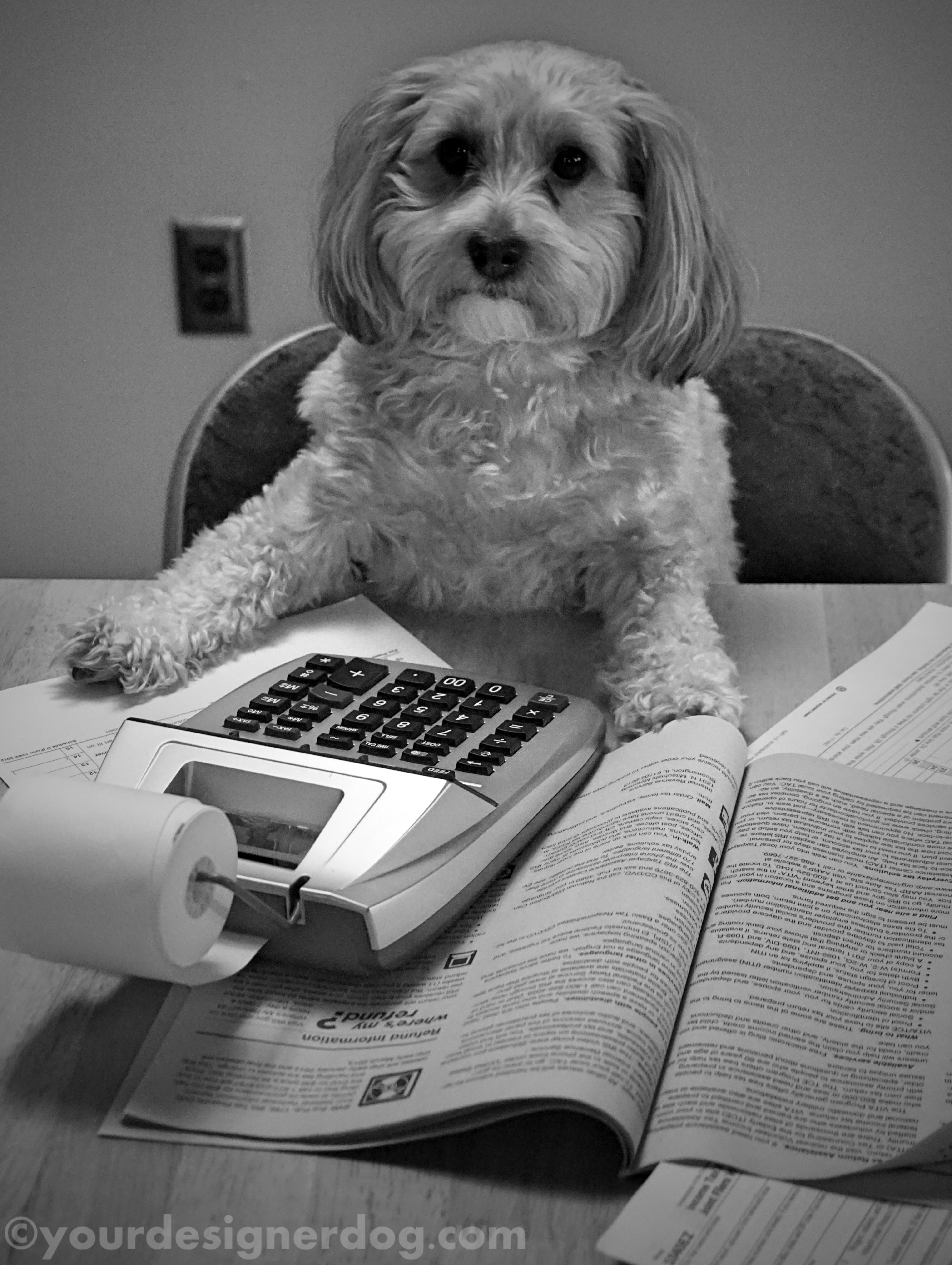 dogs, designer dogs, yorkipoo, yorkie poo, black and white photography, taxes, homework