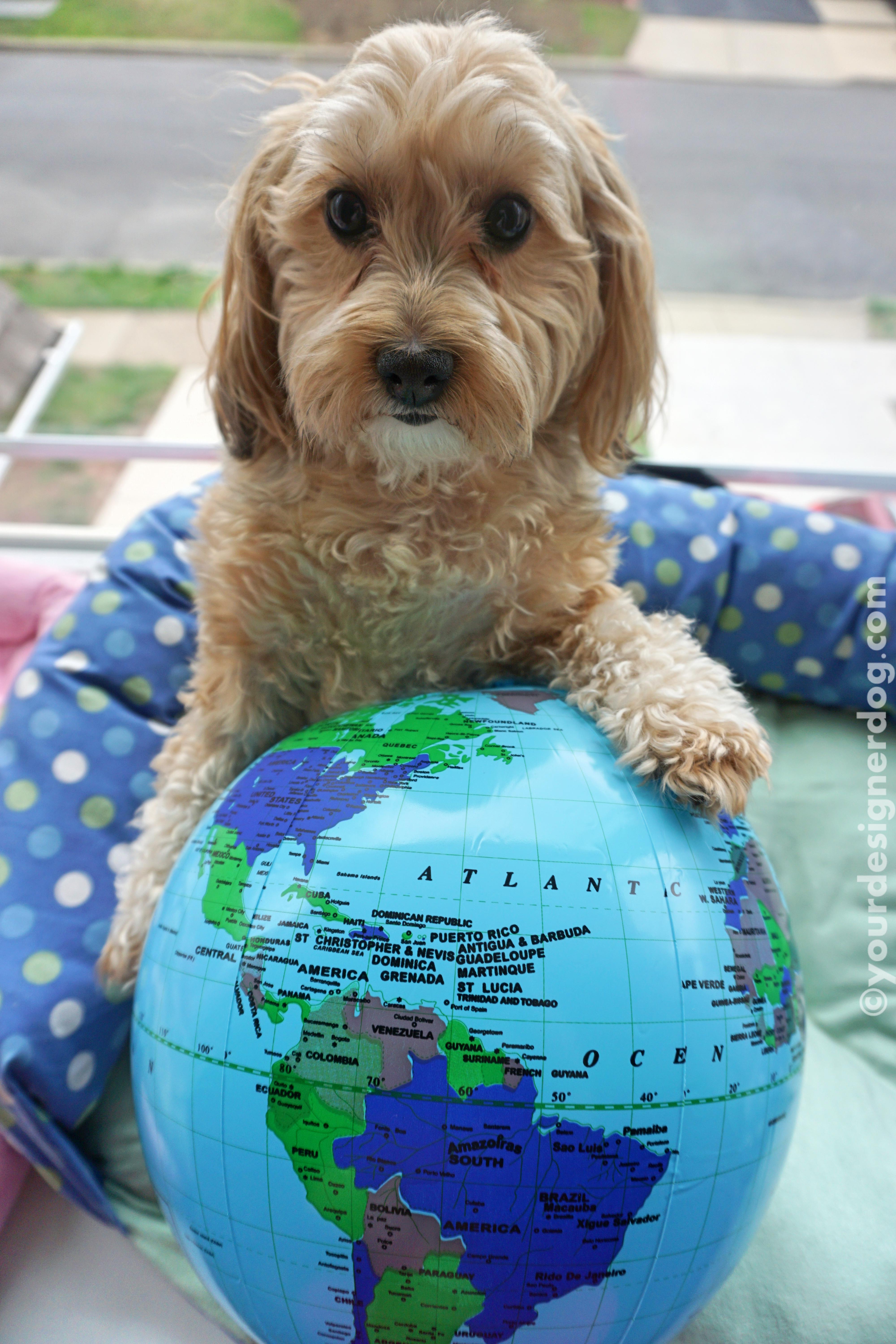 dogs, designer dogs, yorkipoo, yorkie poo, earth, globe, environment, planet