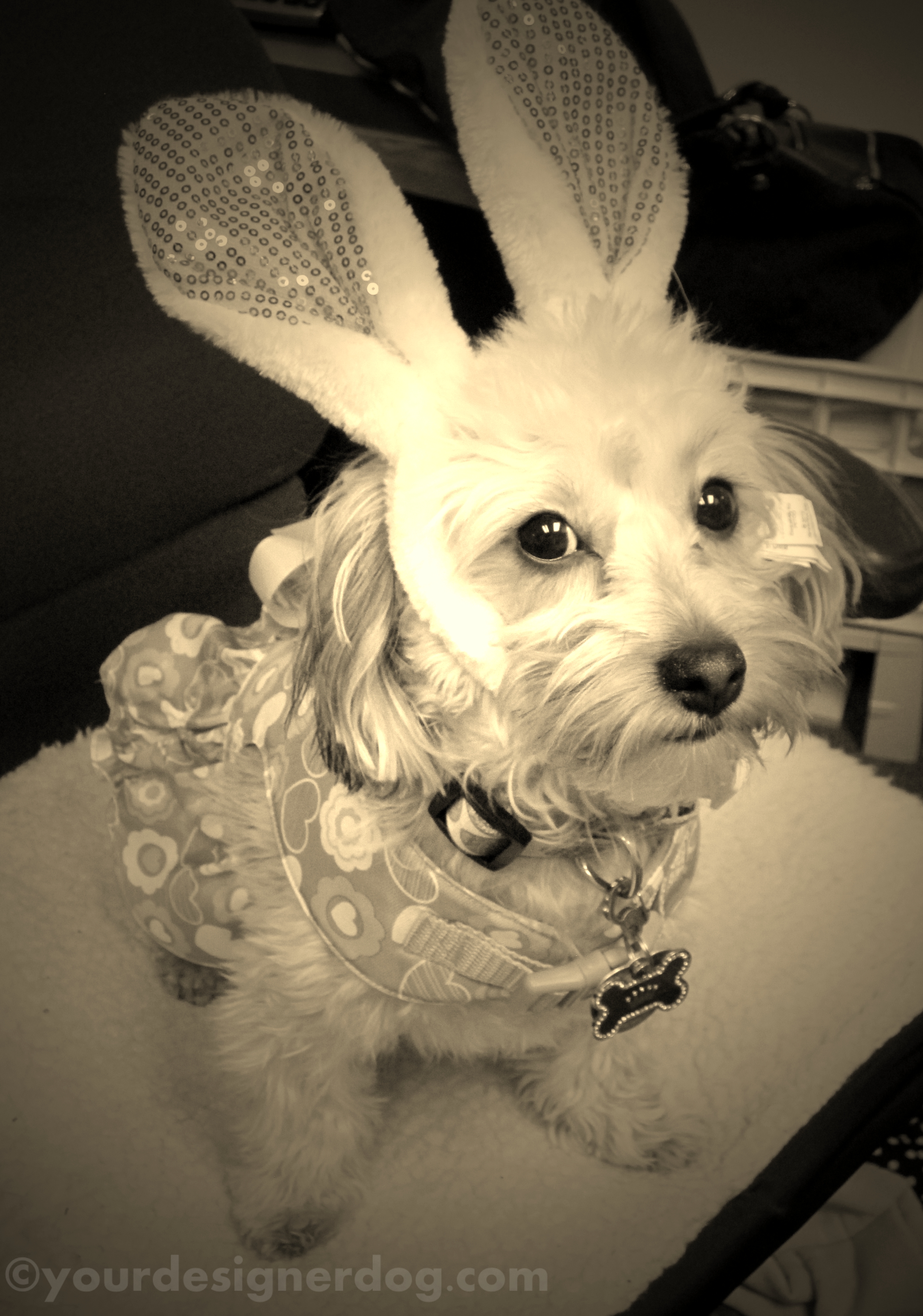 dogs, designer dogs, yorkipoo, yorkie poo, sepia photography, easter, bunny ears, easter bunny, rabbit, dog costume