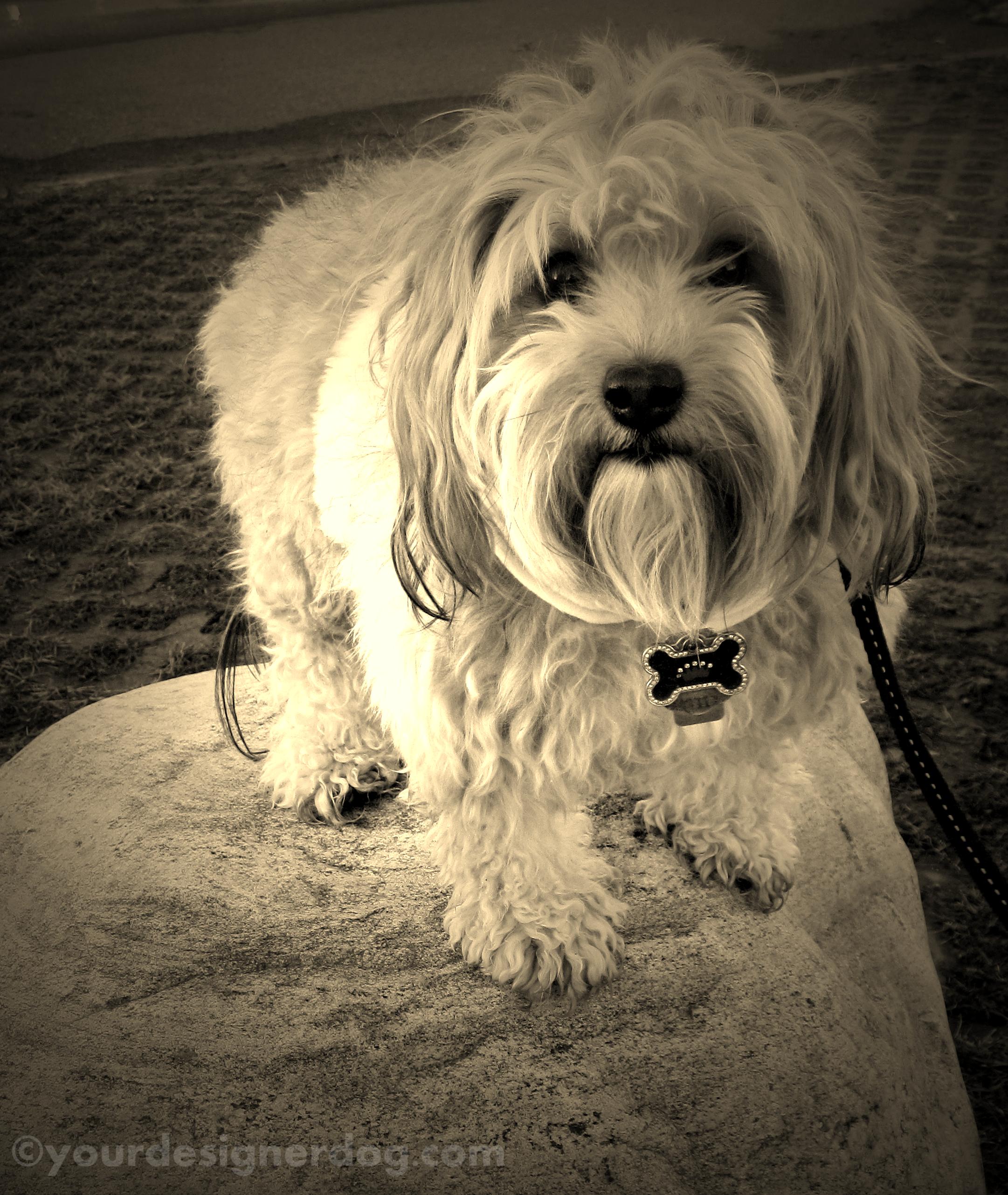 dogs, designer dogs, yorkipoo, yorkie poo, perching, sepia photography