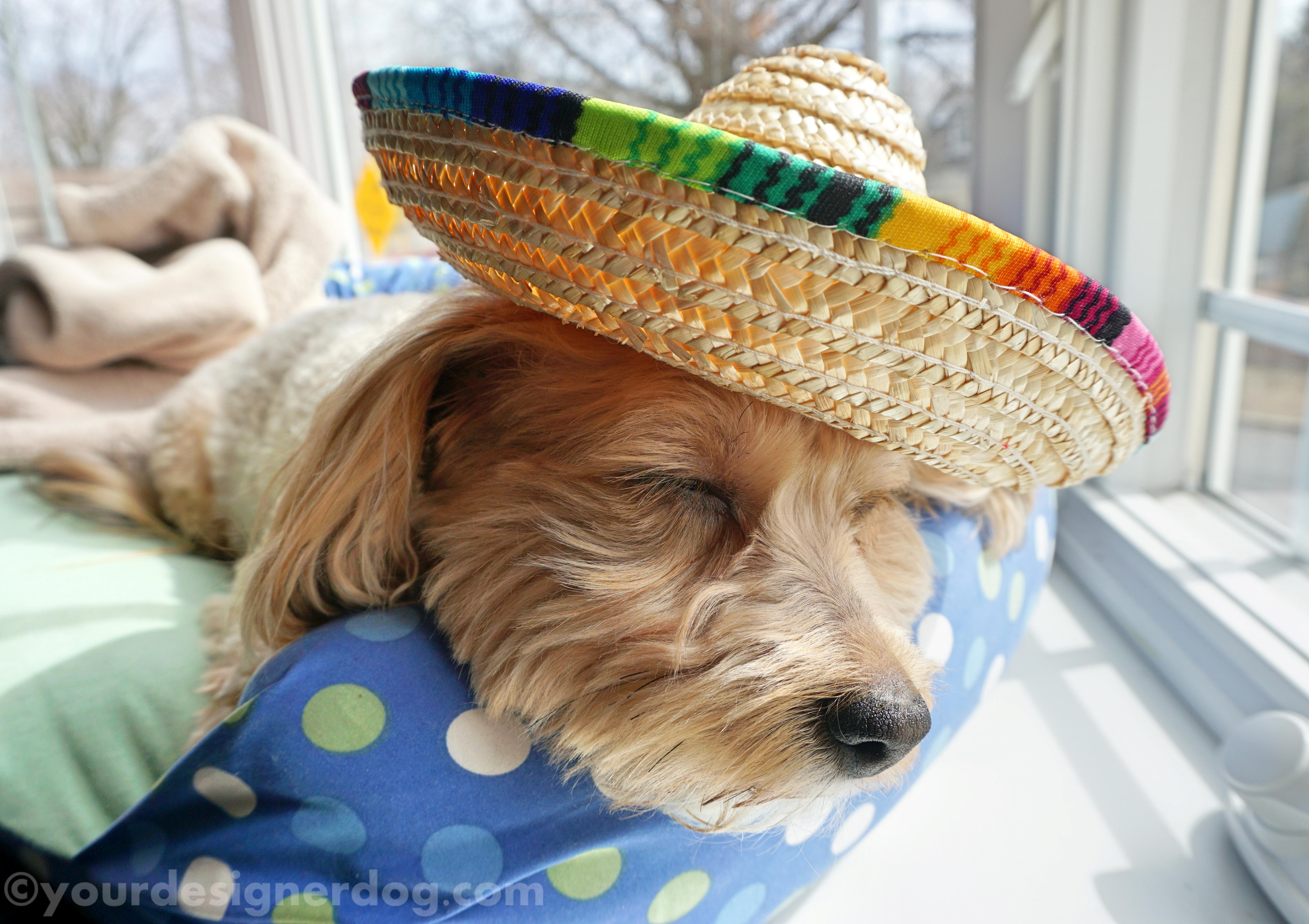 dogs, designer dogs, sombrero, sleepy puppy, siesta, cinco de mayo, mexican