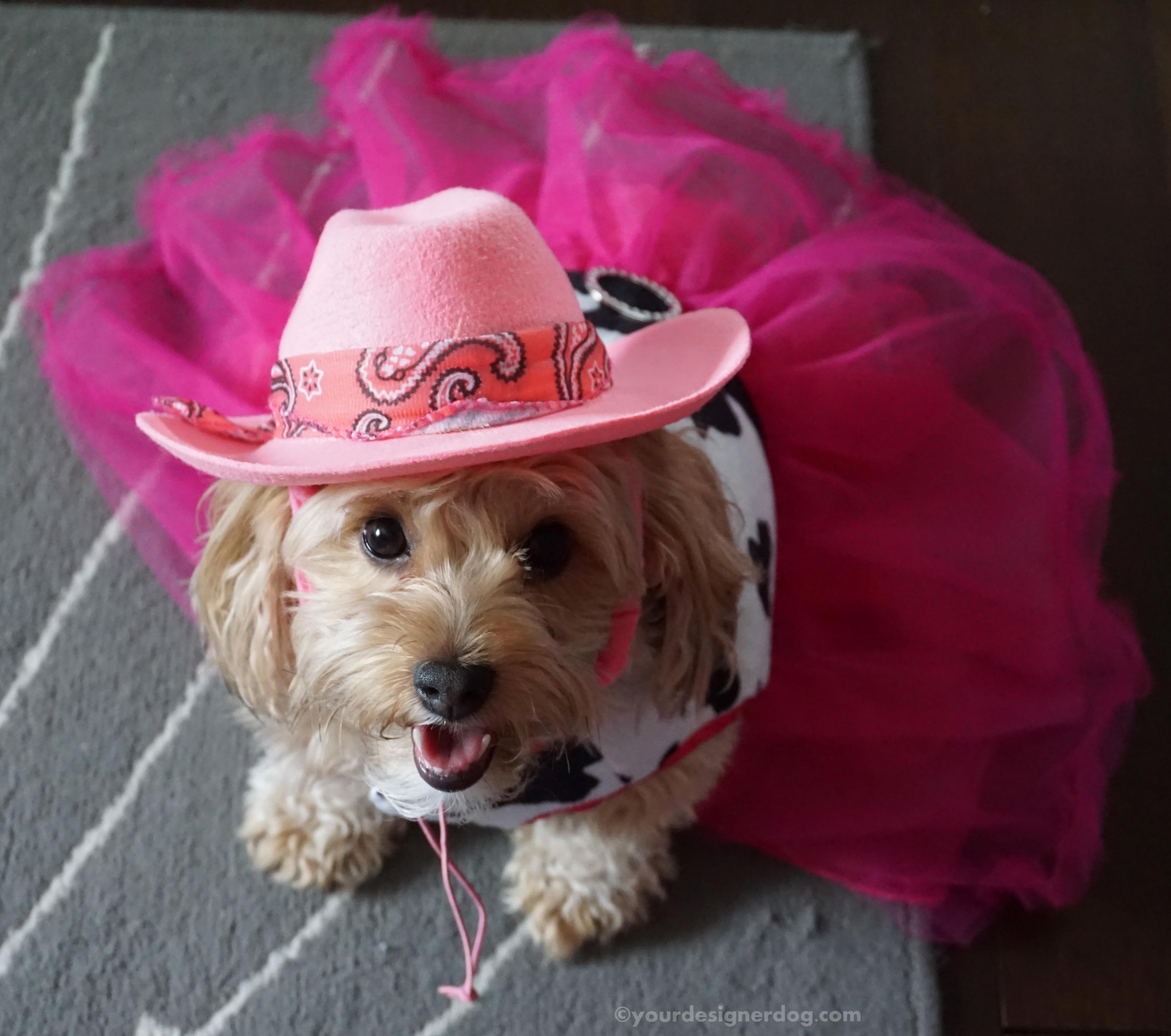 dogs, designer dogs, yorkipoo, yorkie poo, cowboy, cowgirl, tongue out, cowboy hat