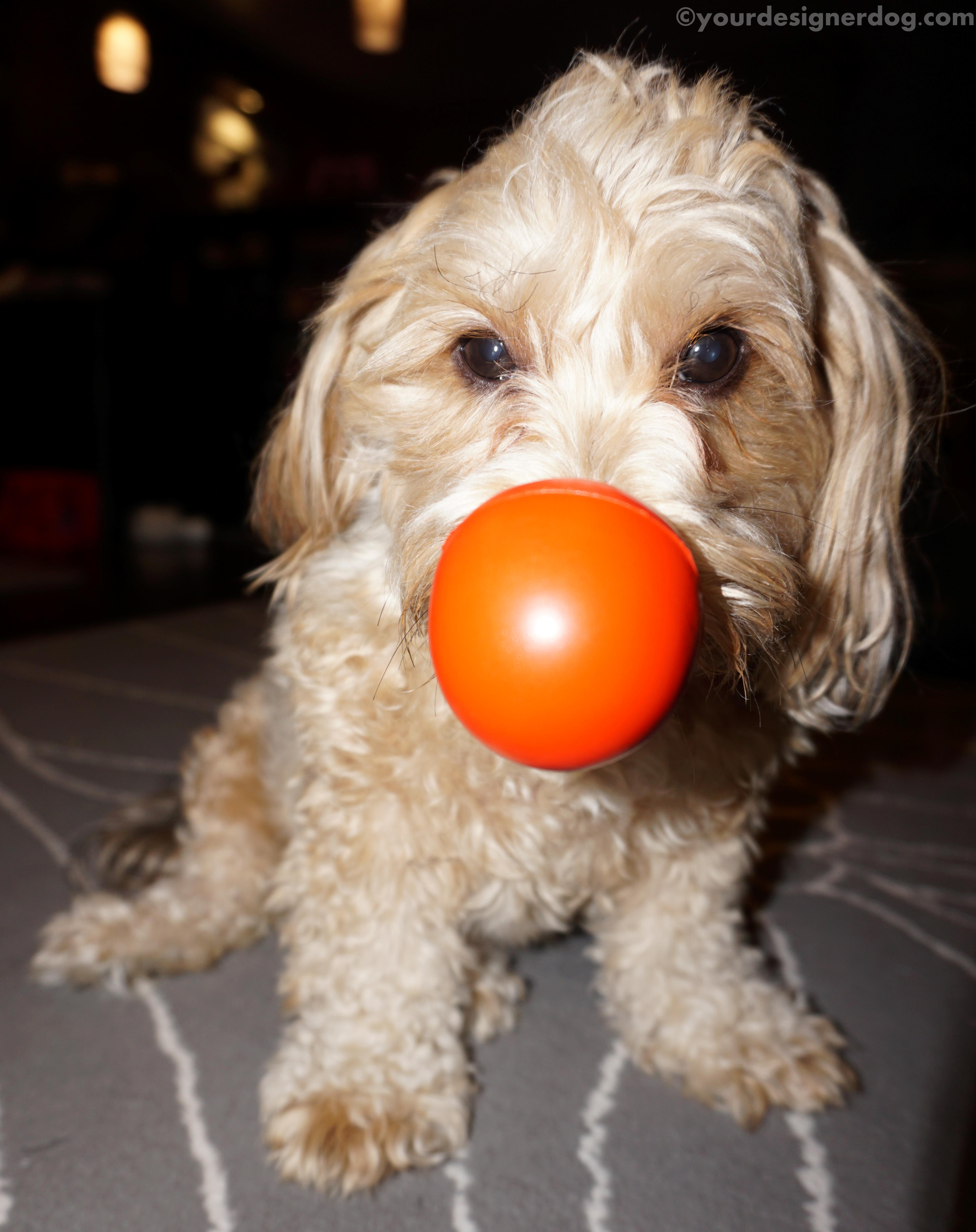 dogs, designer dogs, yorkipoo, yorkie poo, red nose, charity, comedy
