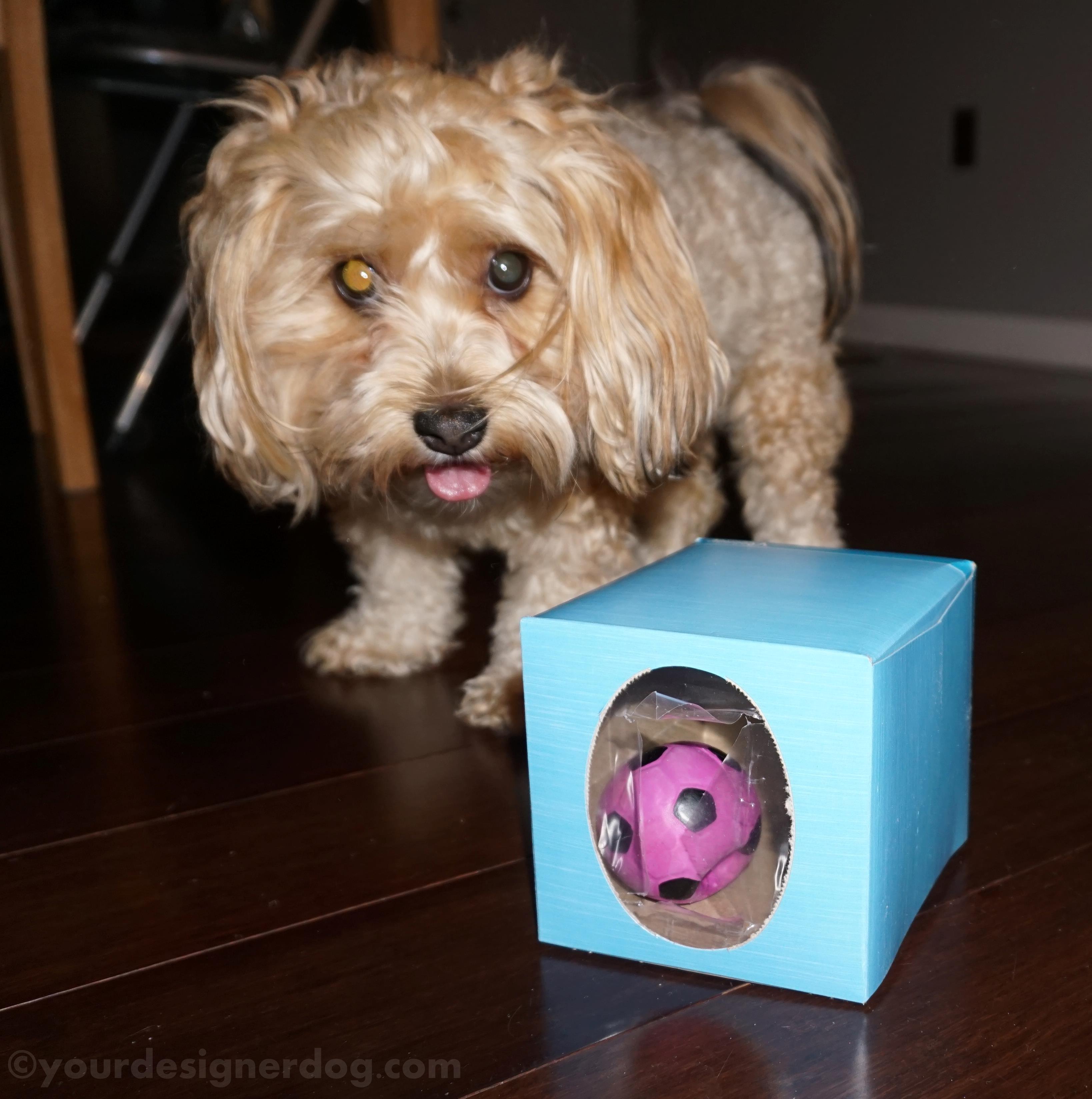 dogs, designer dogs, yorkipoo, yorkie poo, dog toys, squeaky ball, game, tissue box
