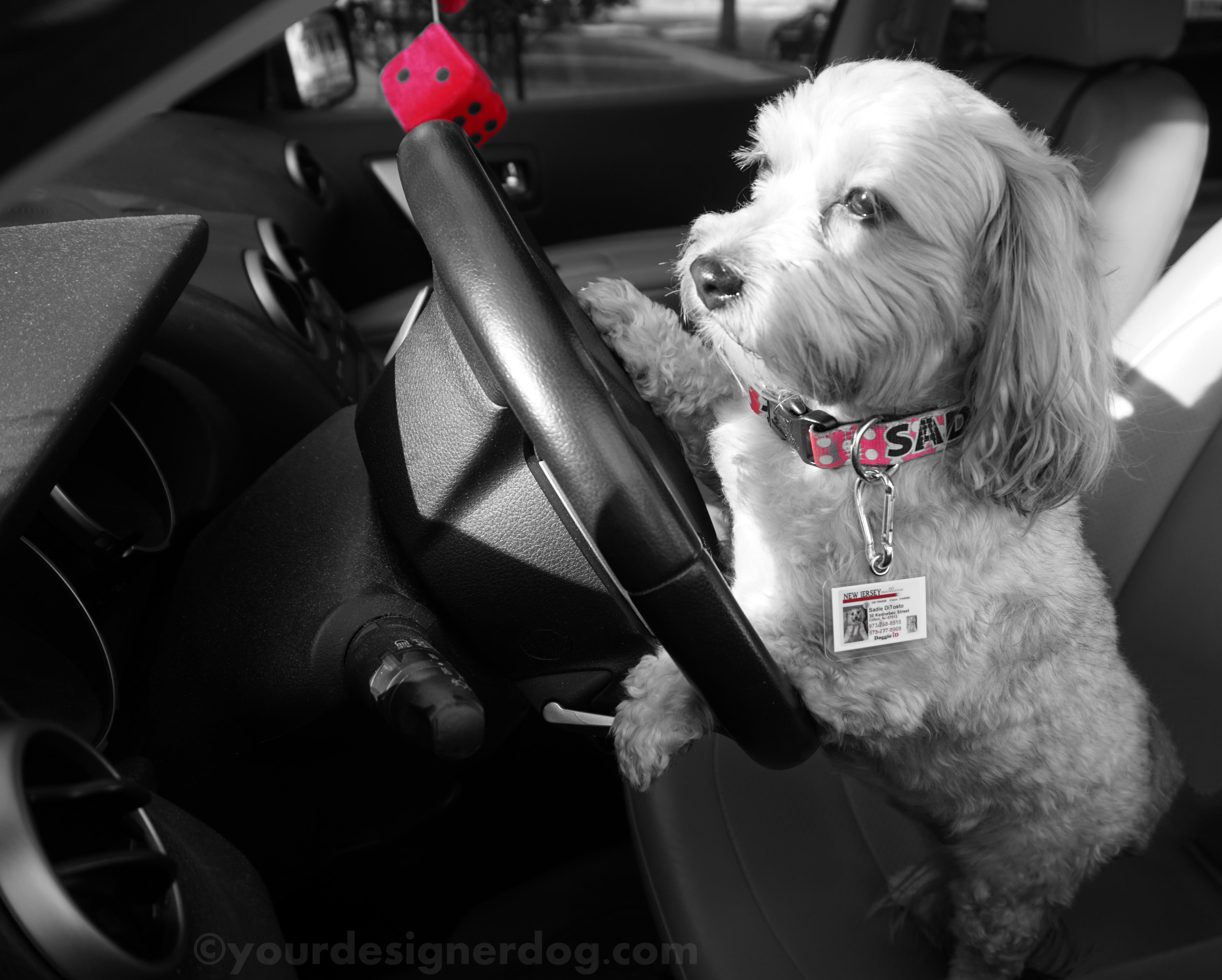dogs, designer dogs, yorkipoo, yorkie poo, dog id tag, black and white photography, driver's license