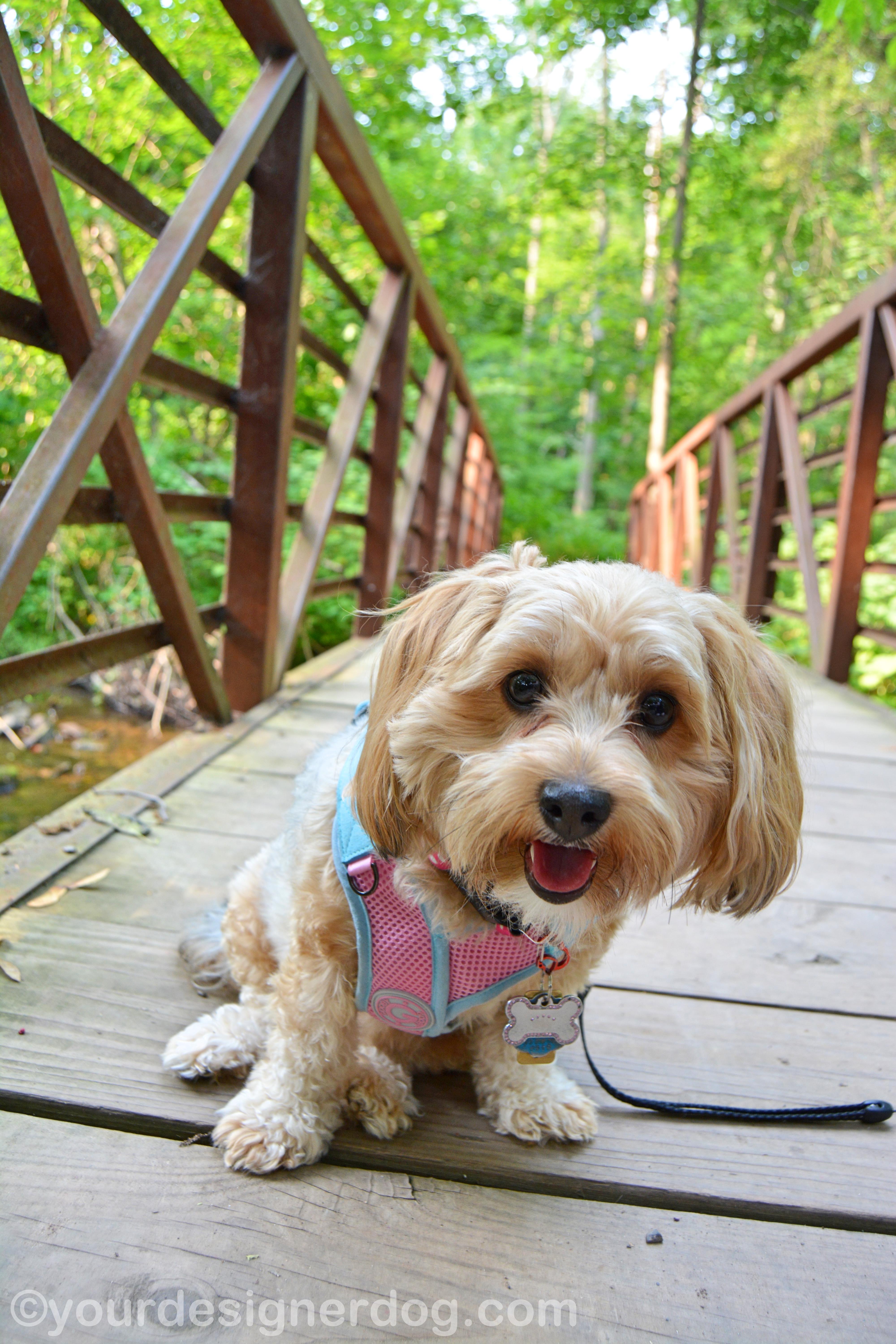 dogs, designer dogs, yorkipoo, yorkie poo, nature, bridge, forest, dog smiling