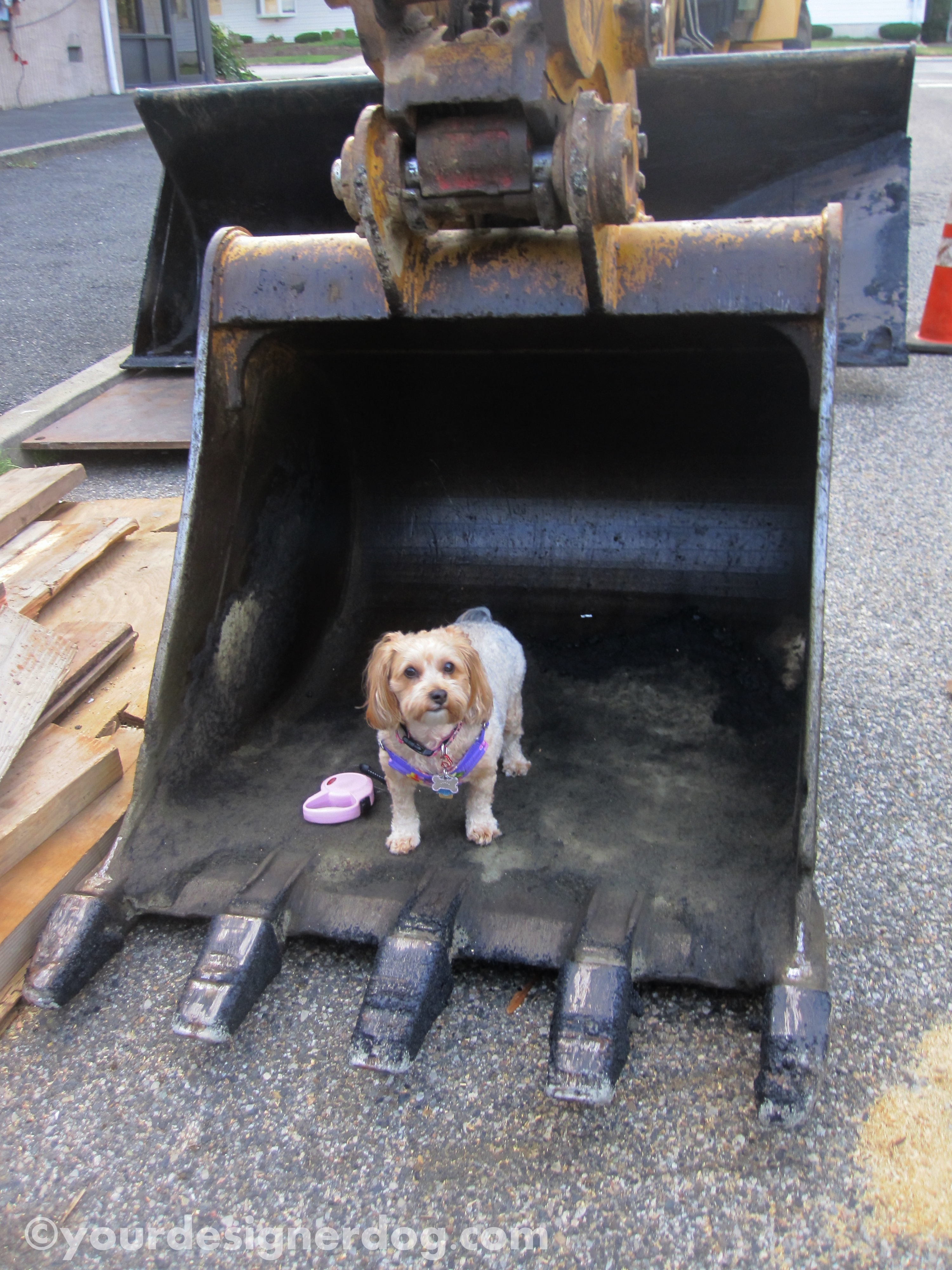 dogs, designer dogs, yorkipoo, yorkie poo, labor, construction equipment