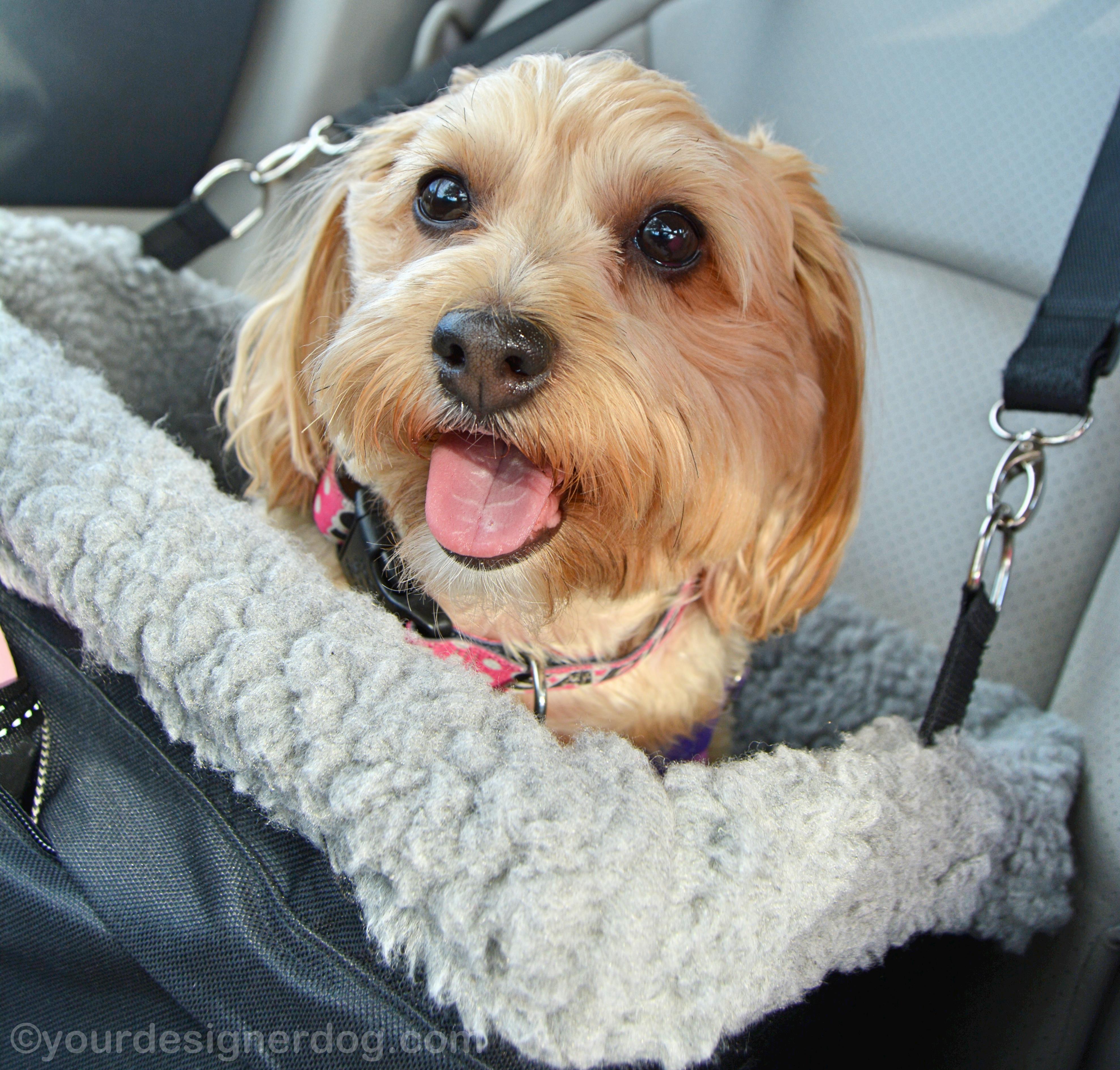 dogs, designer dogs, yorkipoo, yorkie poo, car seat, tongue out