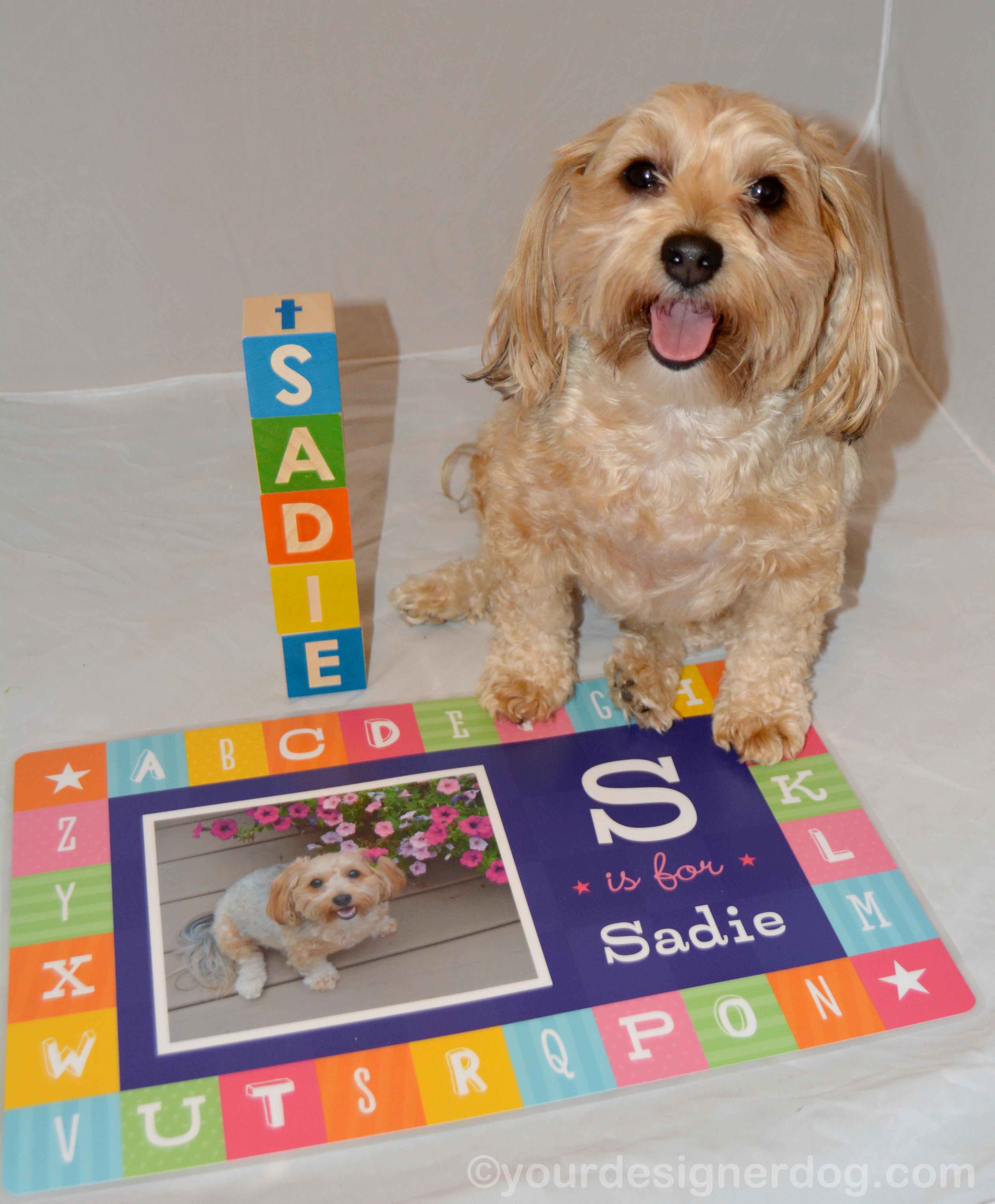 dogs, designer dogs, yorkipoo, yorkie poo, blocks, alphabet