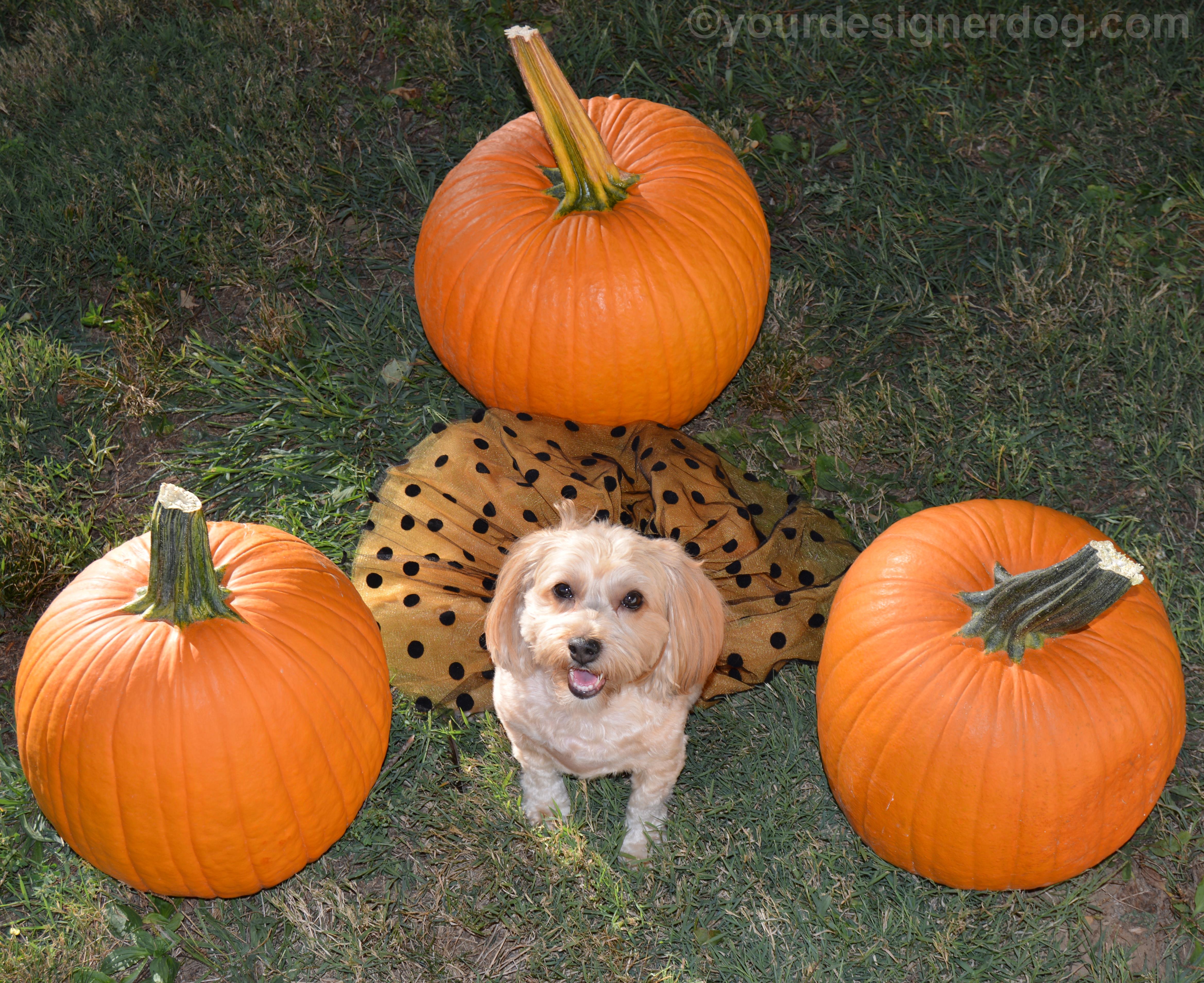 dogs, designer dogs, yorkipoo, yorkie poo, pumpkin, dog smiling, dog tutu, halloween