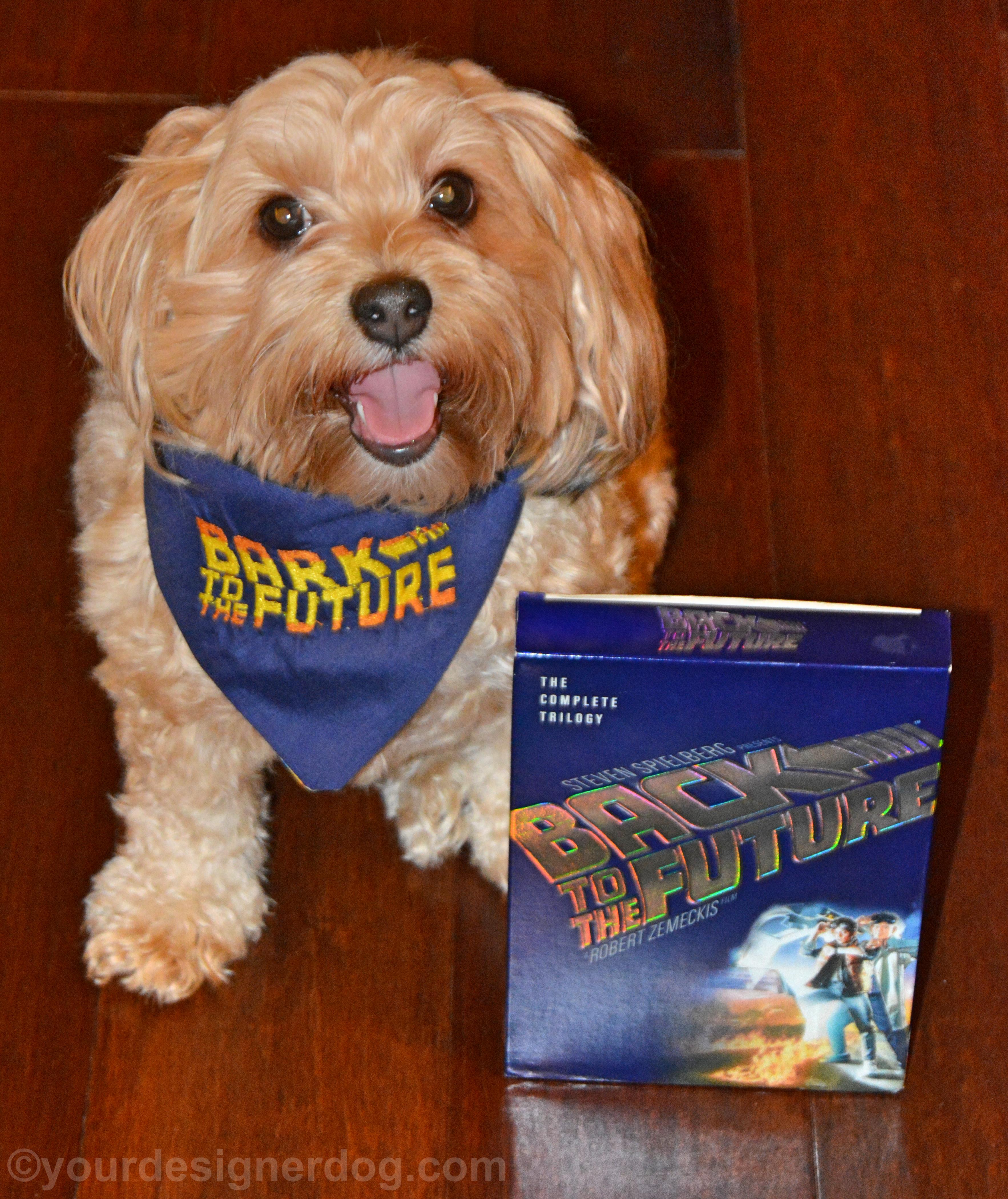 dogs, designer dogs, yorkipoo, yorkie poo, back to the future
