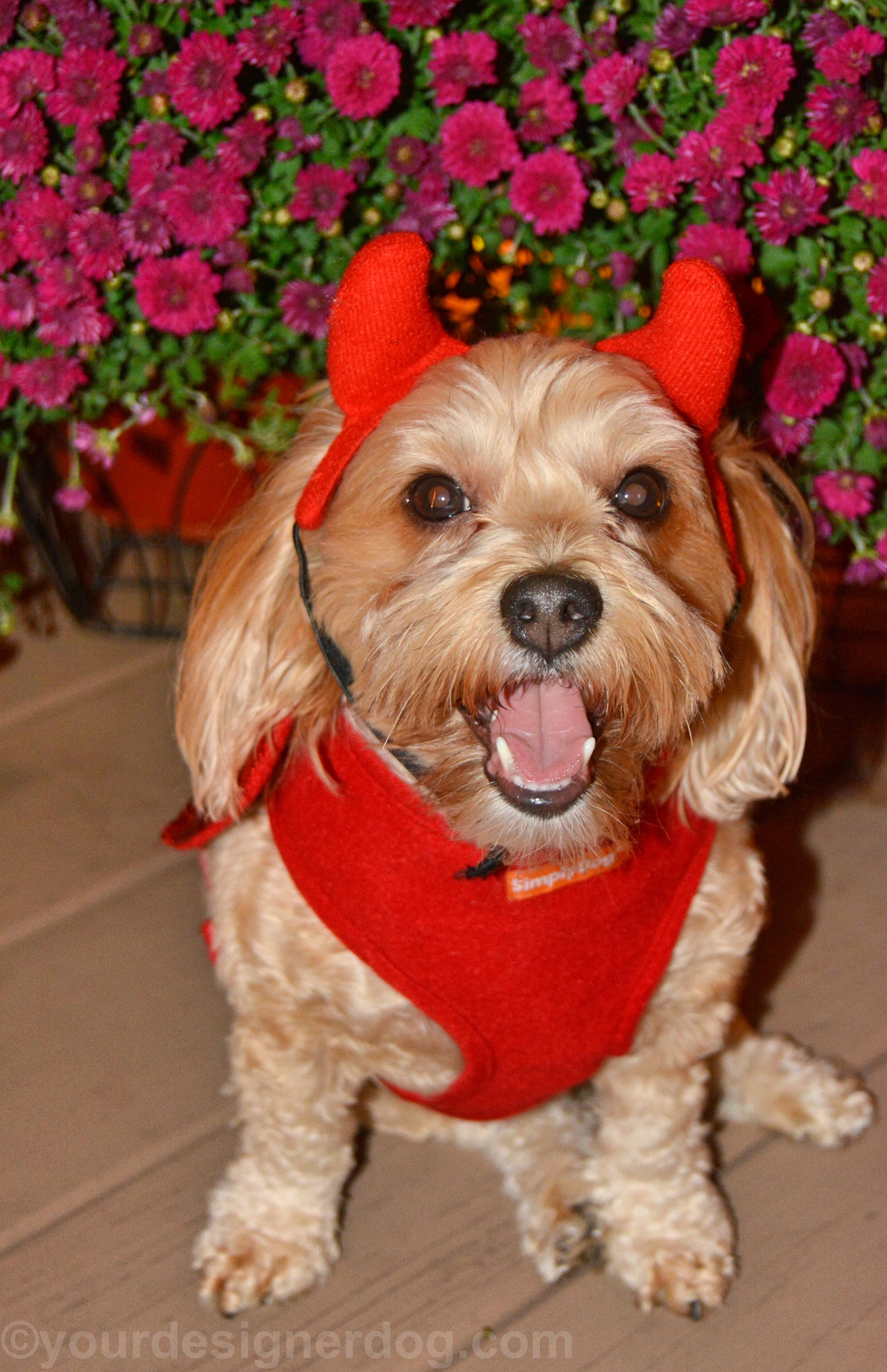 dogs, designer dogs, yorkipoo, yorkie poo, devil, Halloween, costume