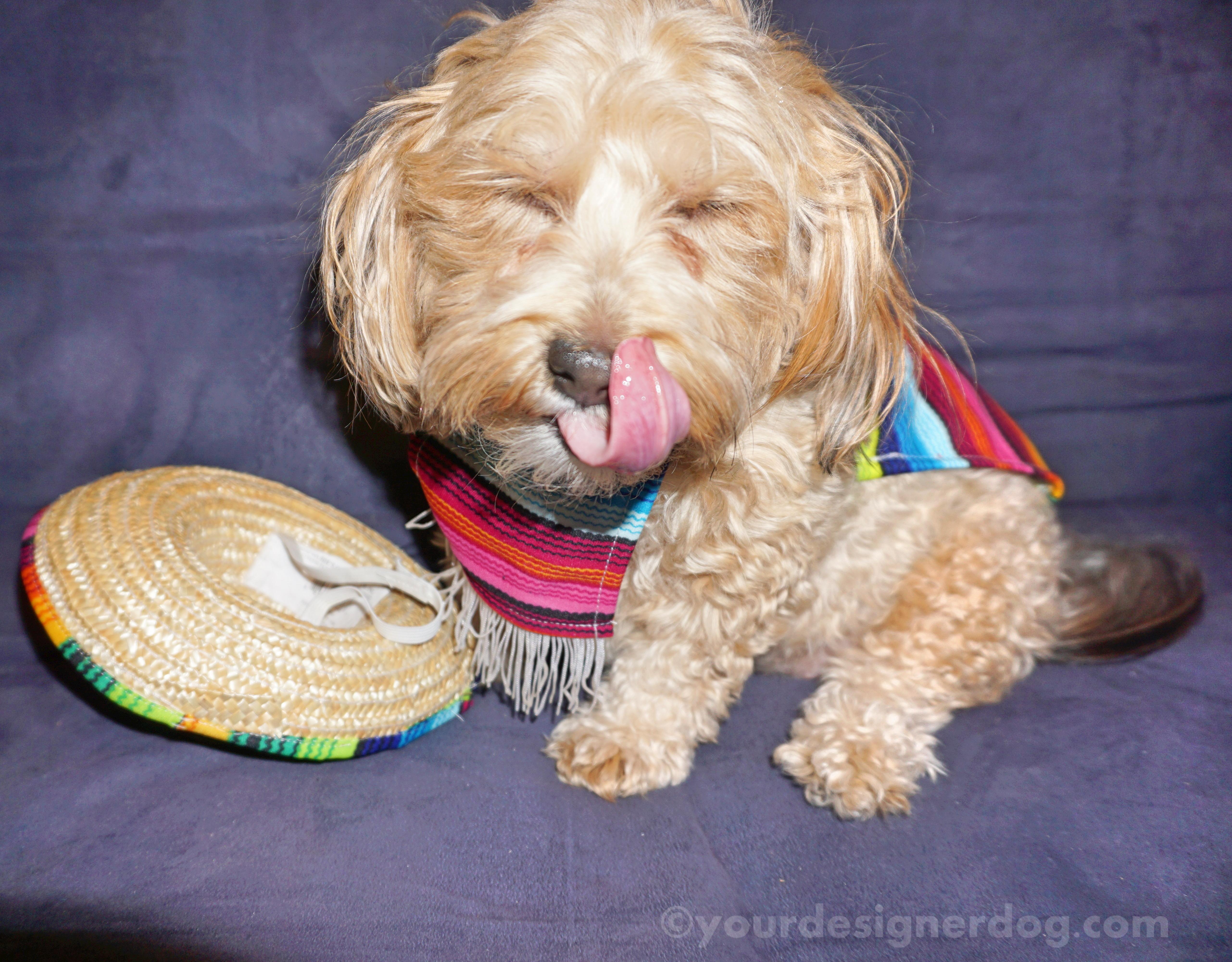 dogs, designer dogs, yorkipoo, yorkie poo, tongue out, sombrero, Halloween, Mexican