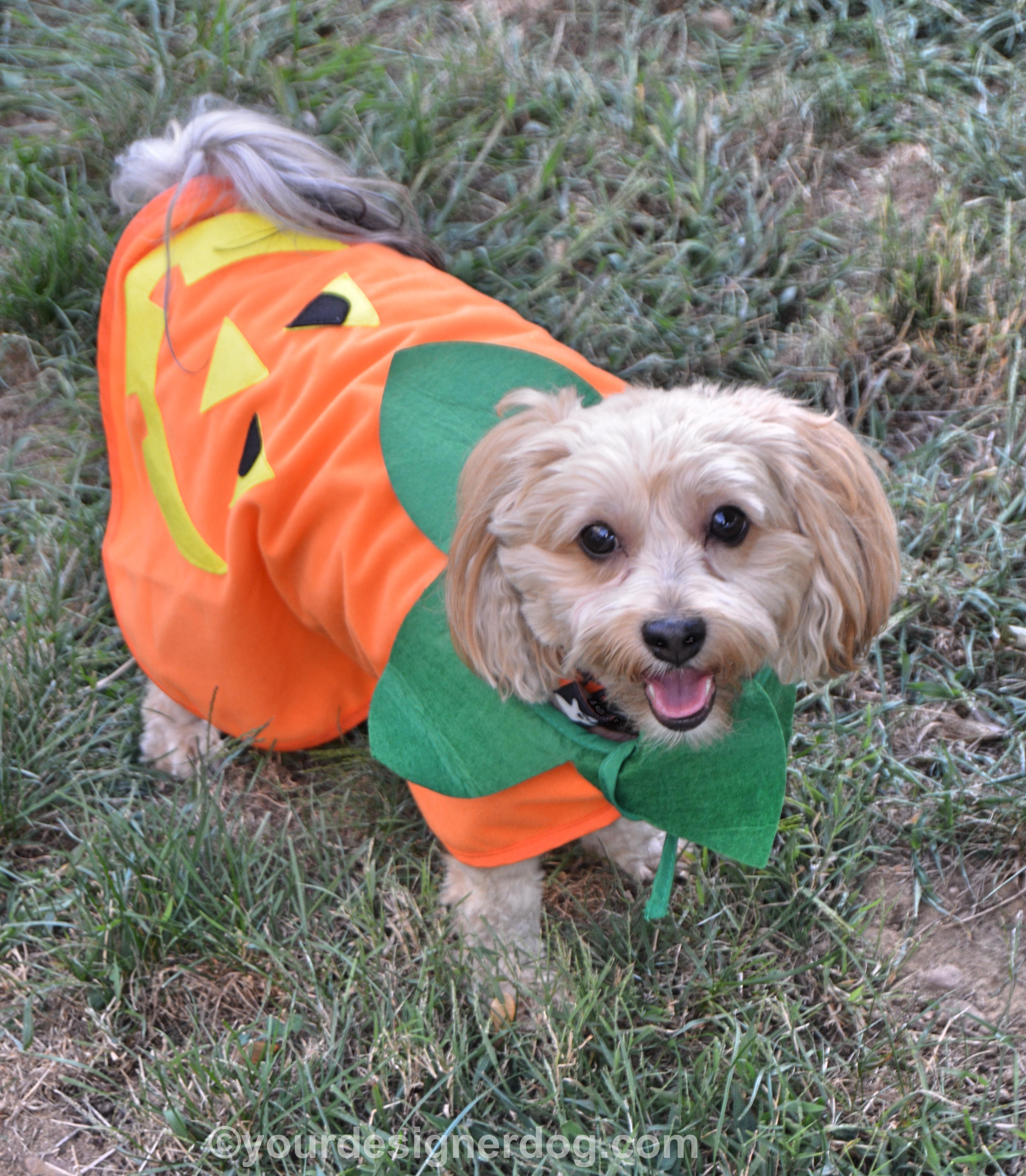 dogs, designer dogs, yorkipoo, yorkie poo, halloween, pumpkin, tongue out