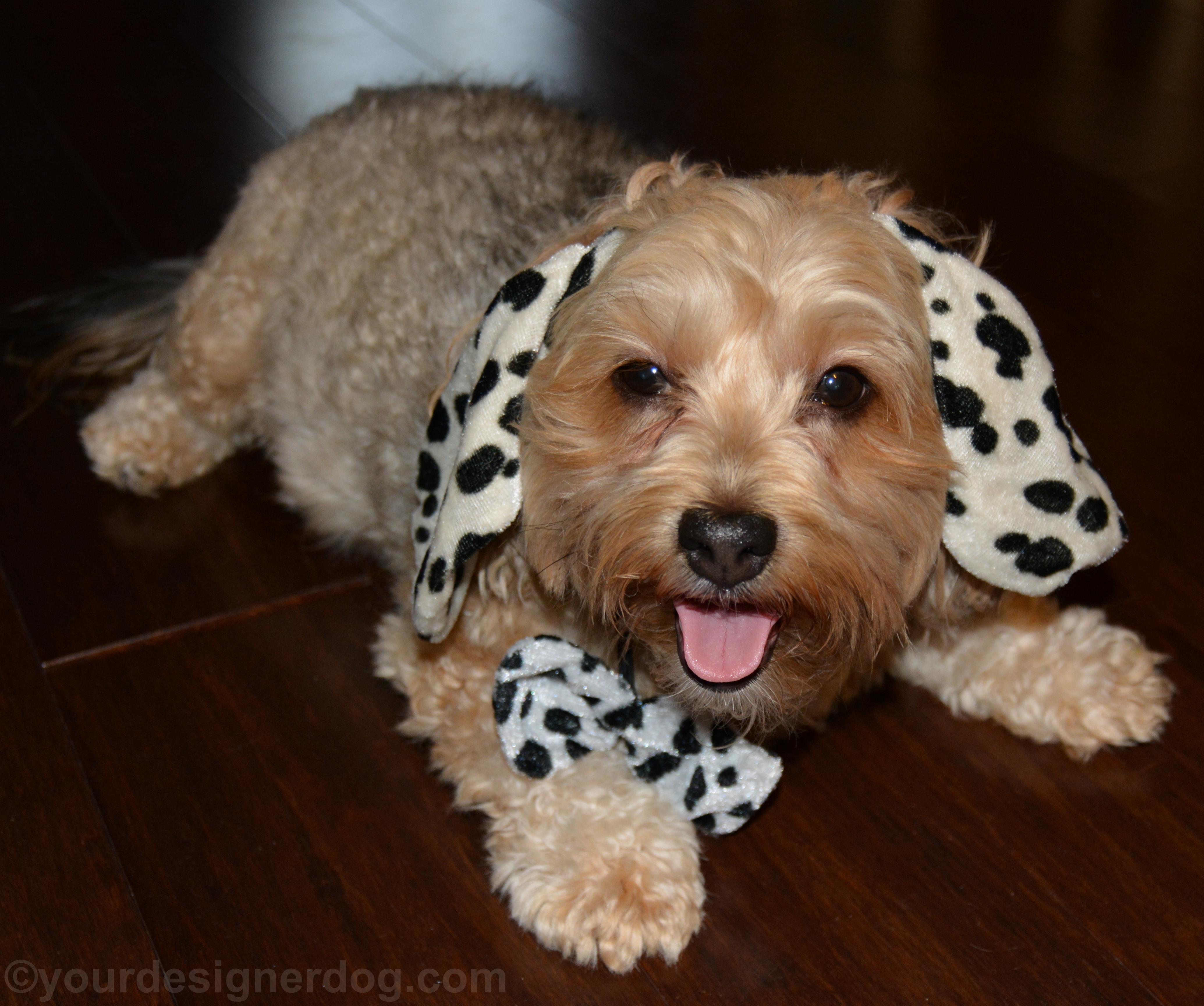 dogs, designer dogs, yorkipoo, yorkie poo, tongue out, dalmatian, halloween costume