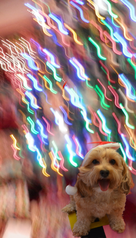 dogs, designer dogs, yorkipoo, yorkie poo, bokeh, Christmas, holiday lights