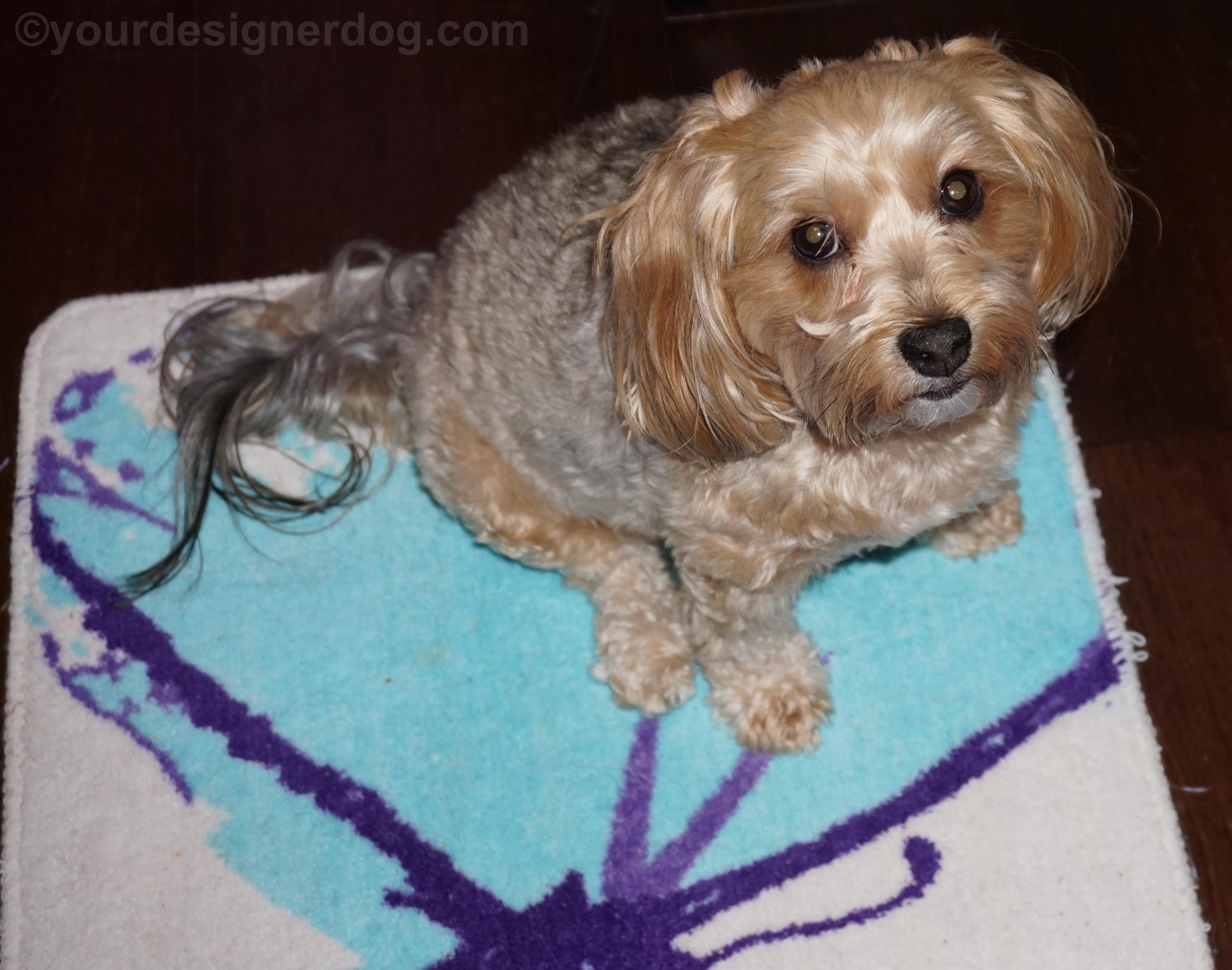 dogs, designer dogs, yorkipoo, yorkie poo, butterfly
