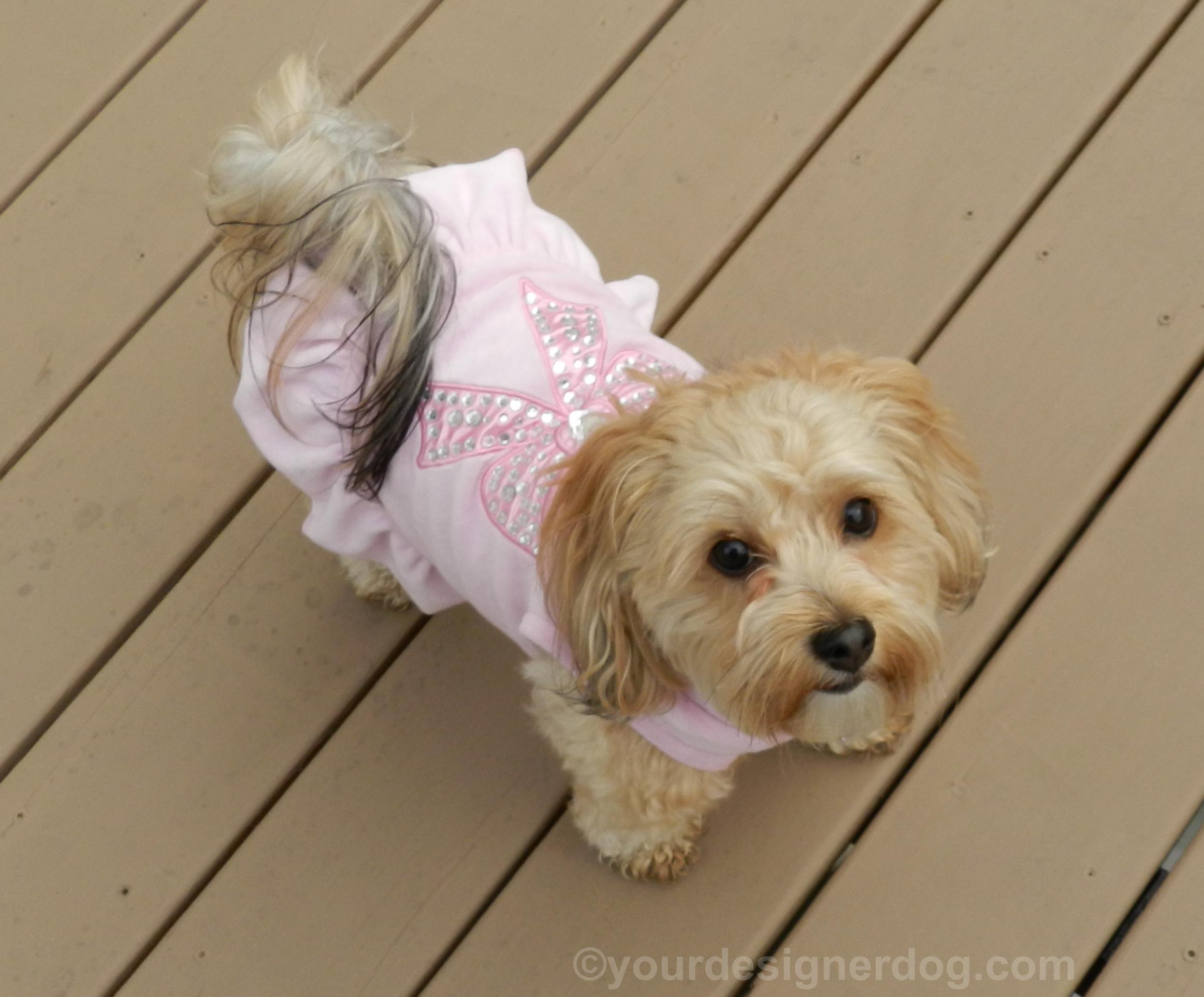 dogs, designer dogs, yorkipoo, yorkie poo, dog dress, dog clothes