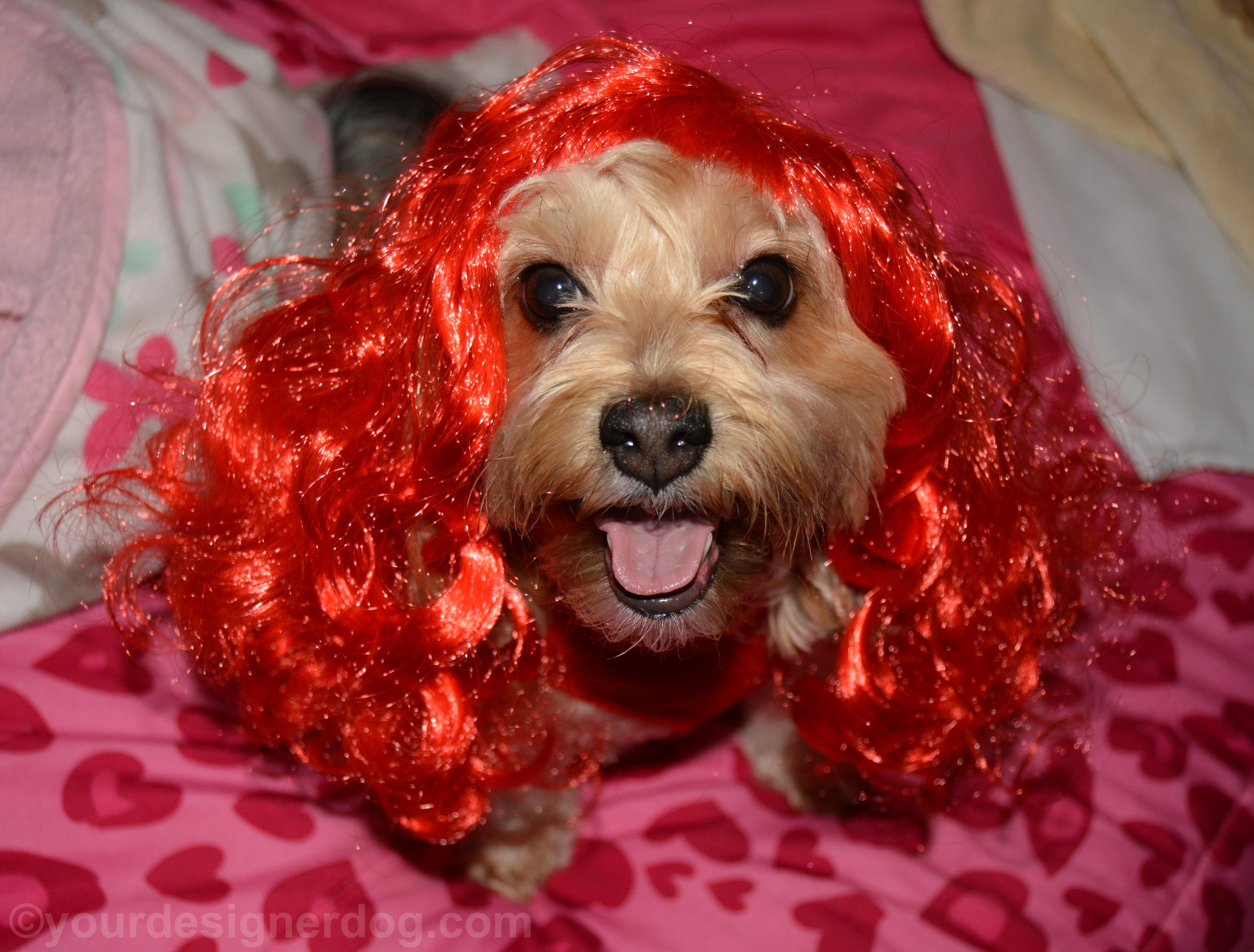 dogs, designer dogs, yorkipoo, yorkie poo, wig, red head, tongue out
