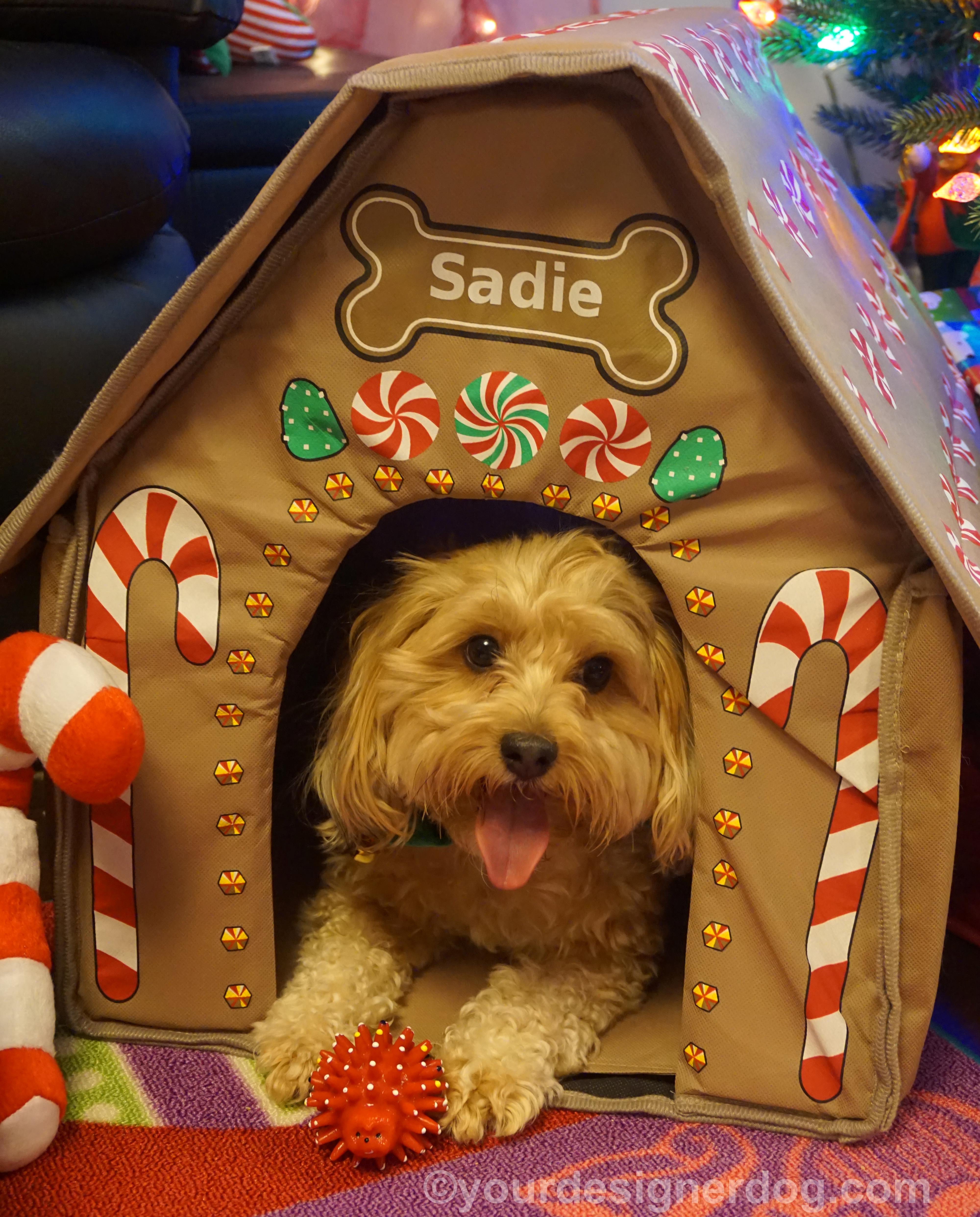 dogs, designer dogs, yorkipoo, yorkie poo, tongue out, christmas, gingerbread house