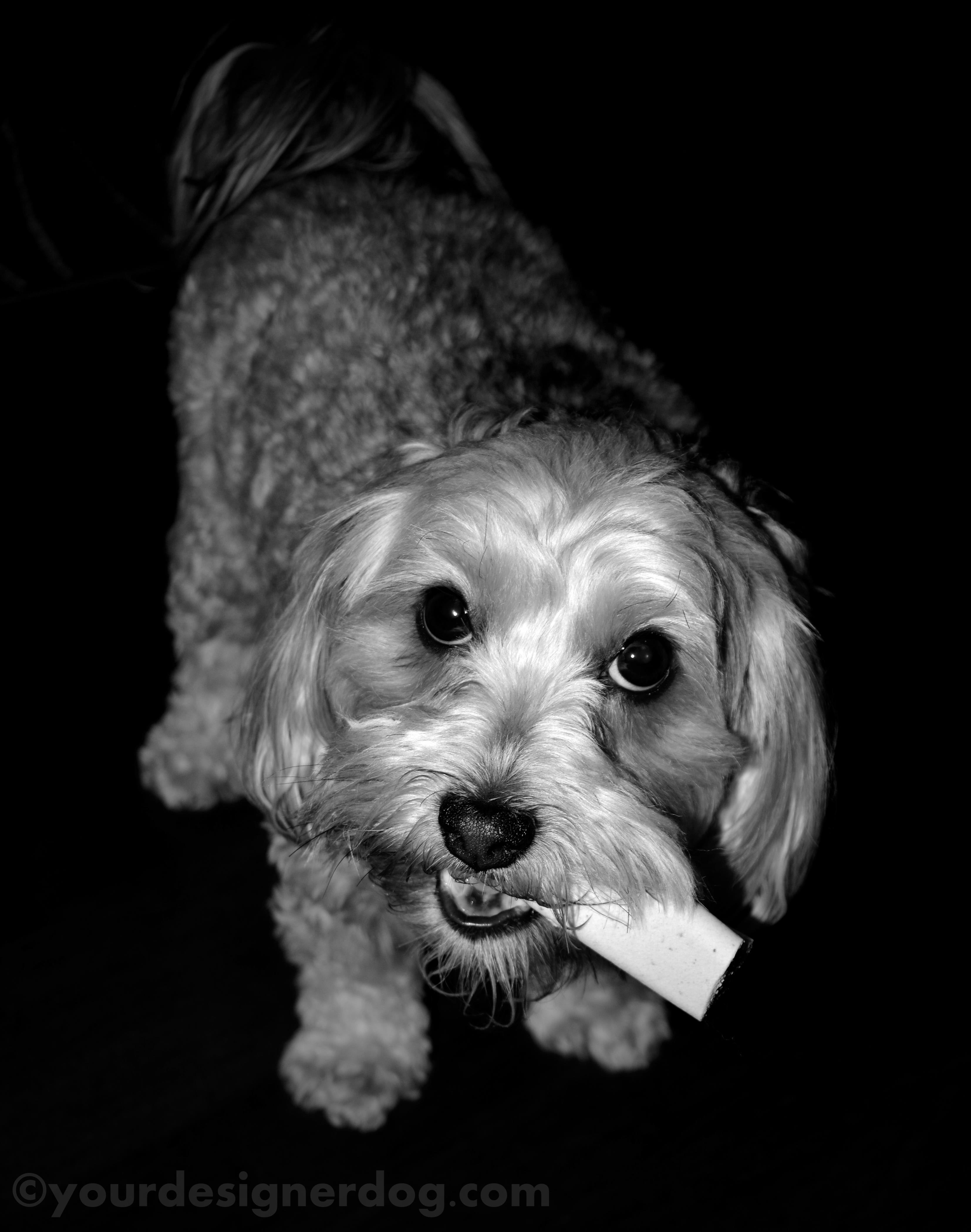 dogs, designer dogs, yorkipoo, yorkie poo, black and white photography, dog bone, snack