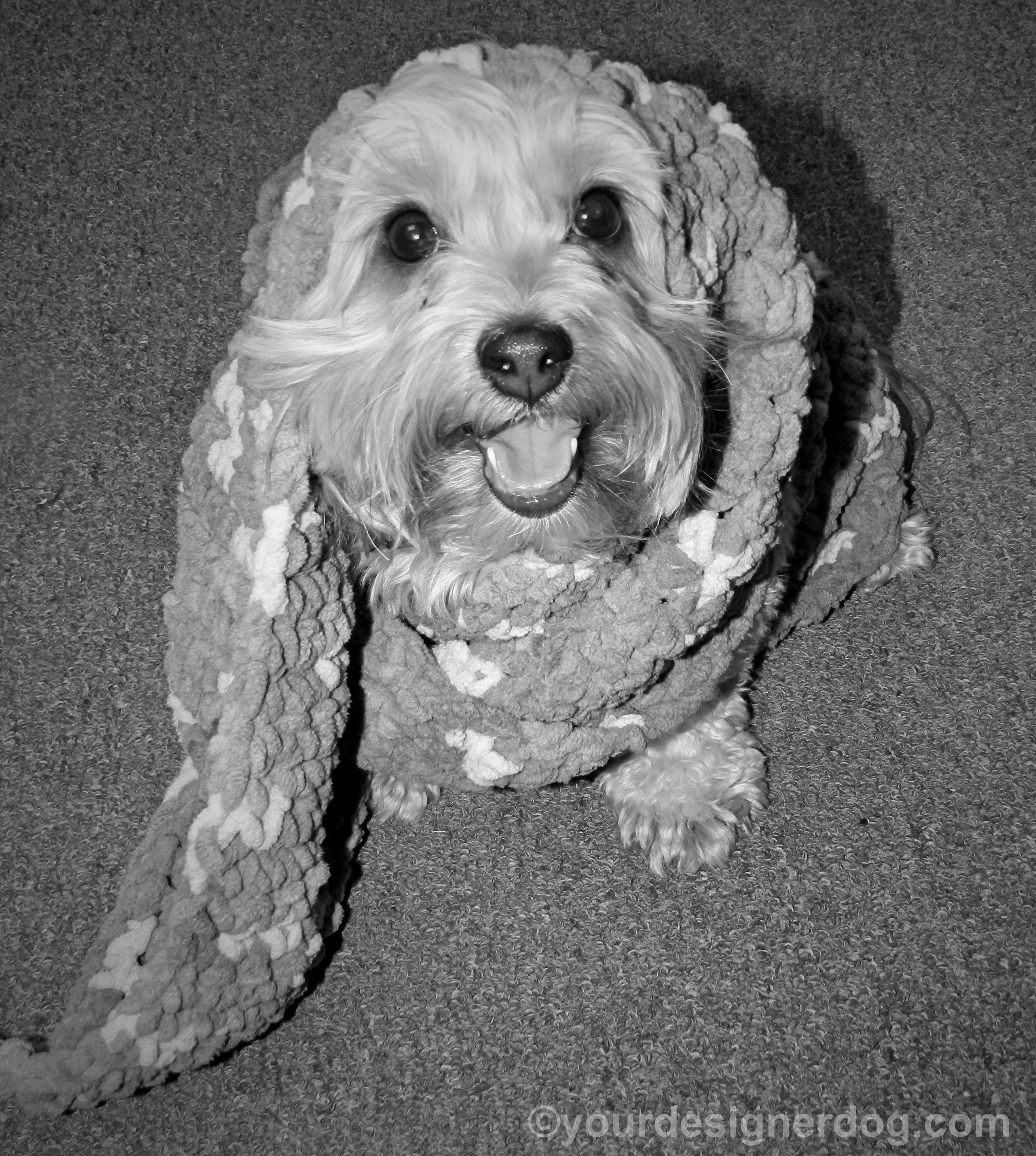 dogs, designer dogs, yorkipoo, yorkie poo, scarf, black and white photography