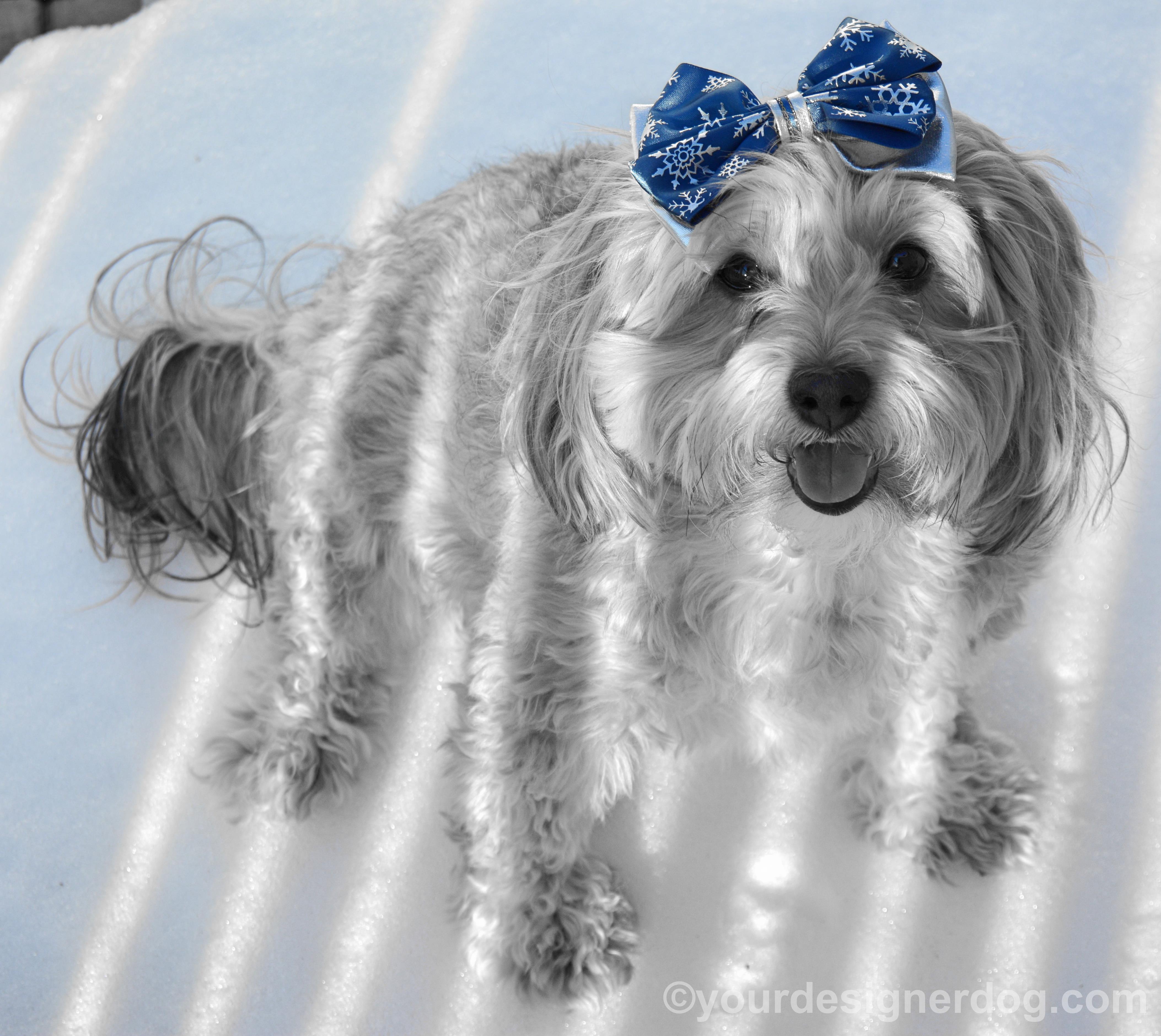 dogs, designer dogs, yorkipoo, yorkie poo, snow, winter, hair bow, black and white photography