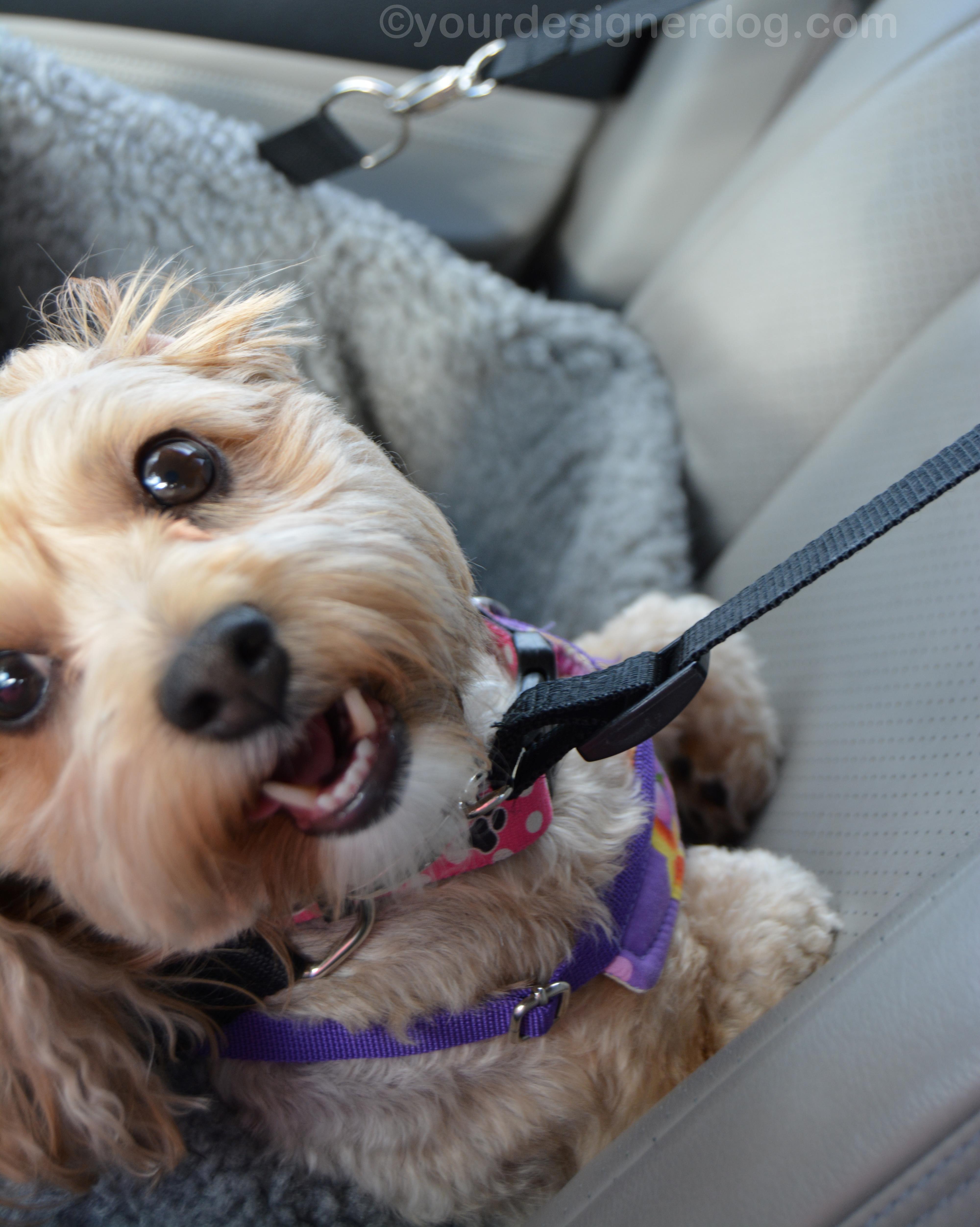 dogs, designer dogs, yorkipoo, yorkie poo, blooper, car seat, dog smiling