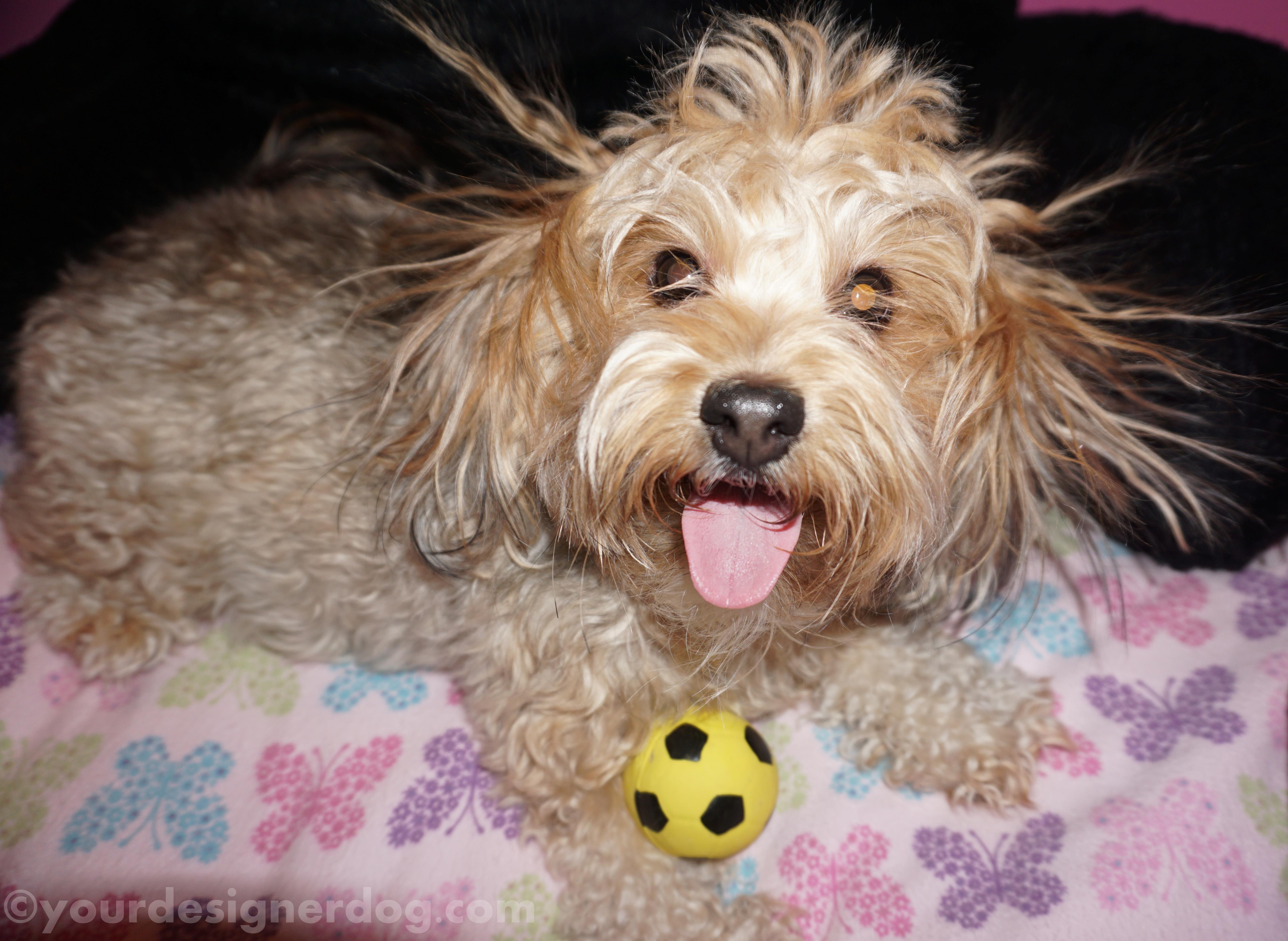 dogs, designer dogs, yorkipoo, yorkie poo, bad hair day, dog smiling, tongue out