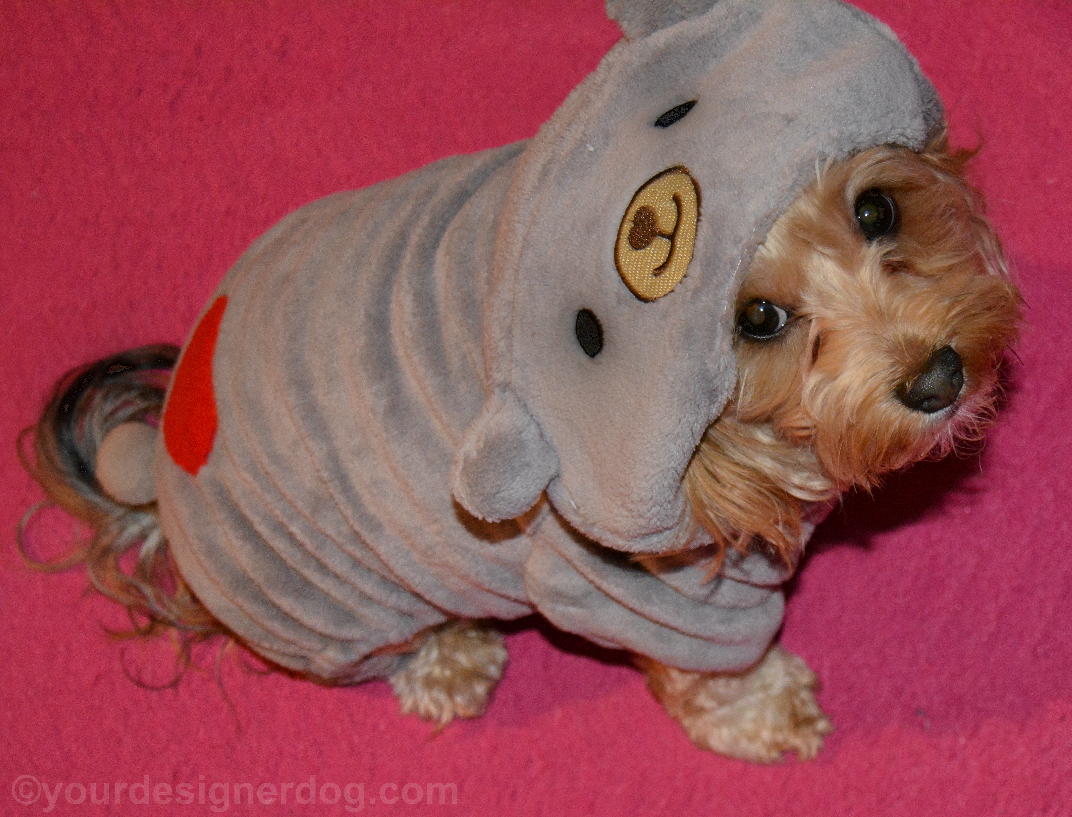 dogs, designer dogs, yorkipoo, yorkie poo, dog hoodie, grey, gray, teddy bear