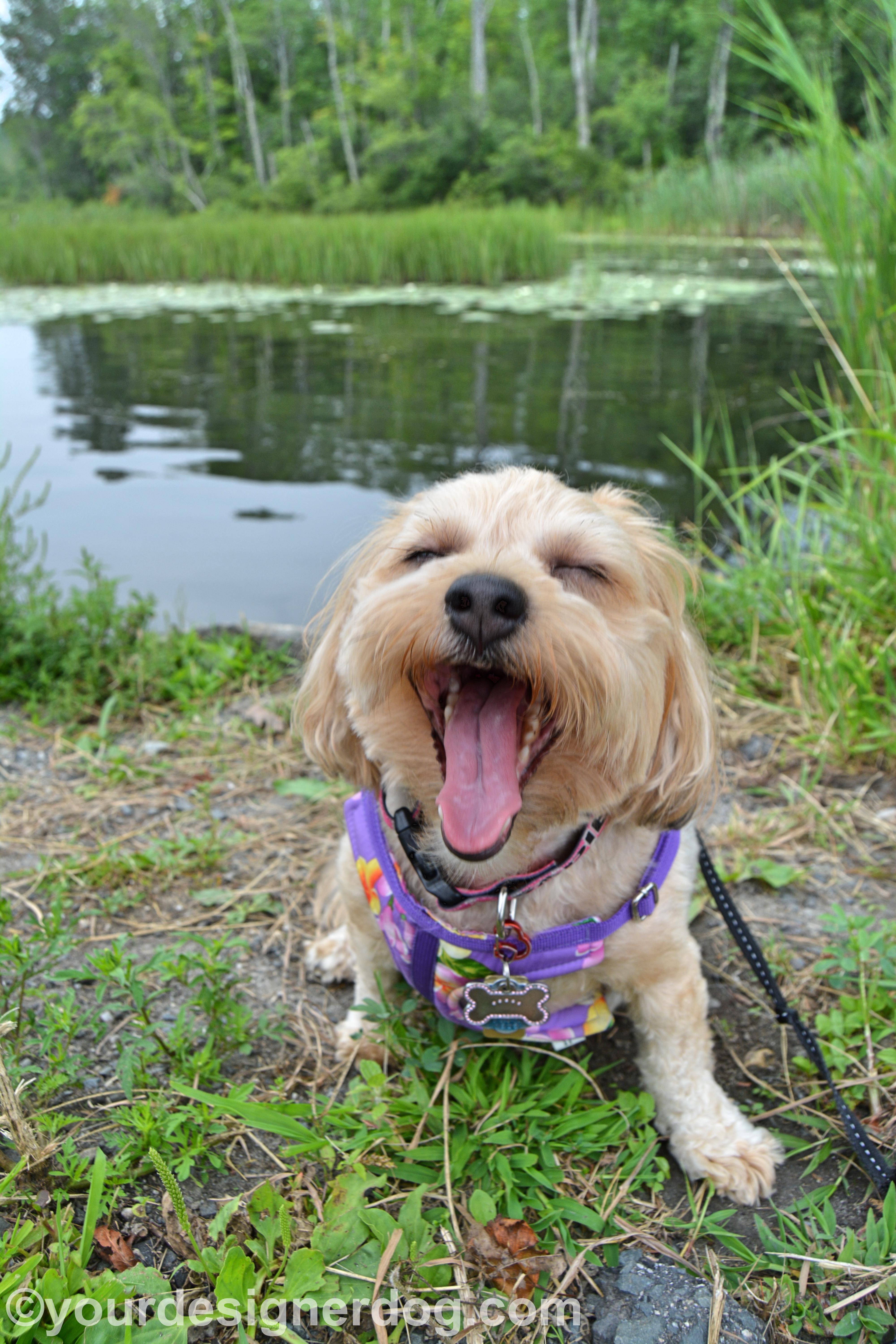 dogs, designer dogs, yorkipoo, yorkie poo, lily pond, blooper, tongue out