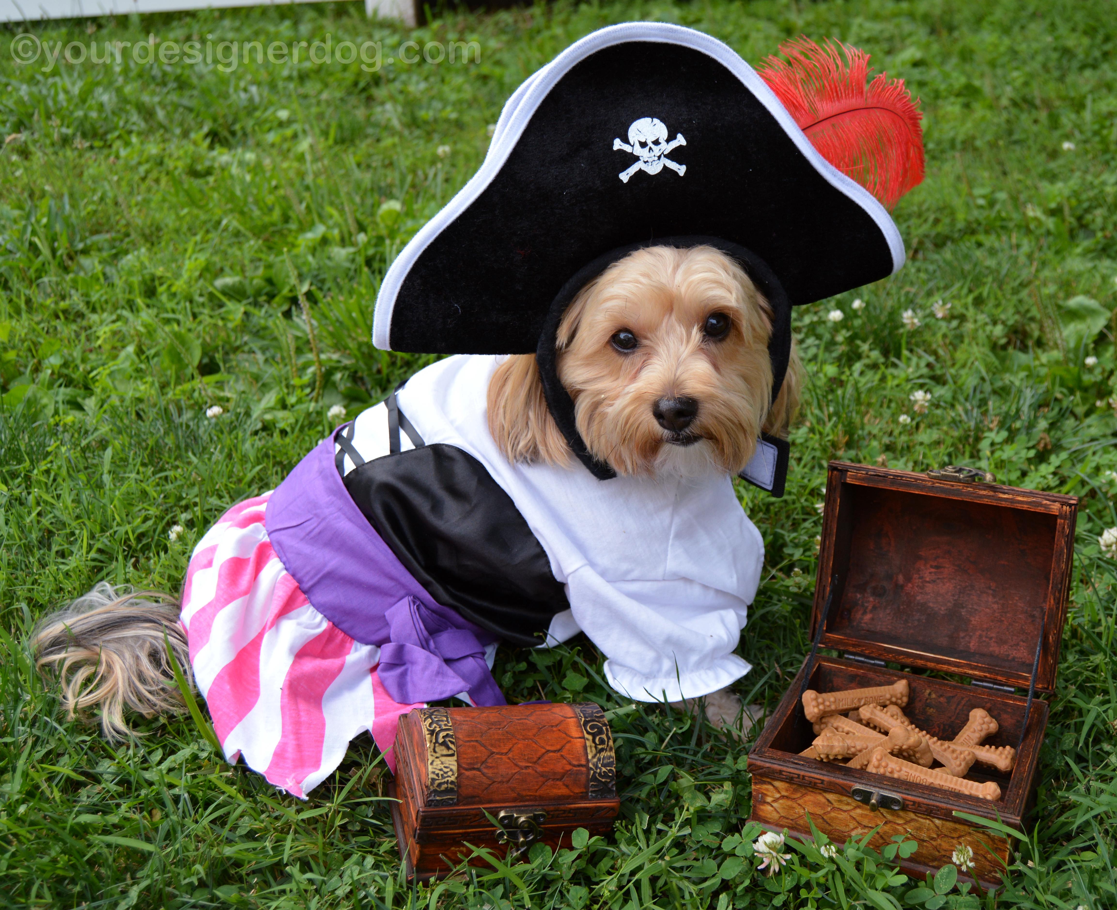 Ahoy Mateys! It’s Talk Like A Pirate Day!