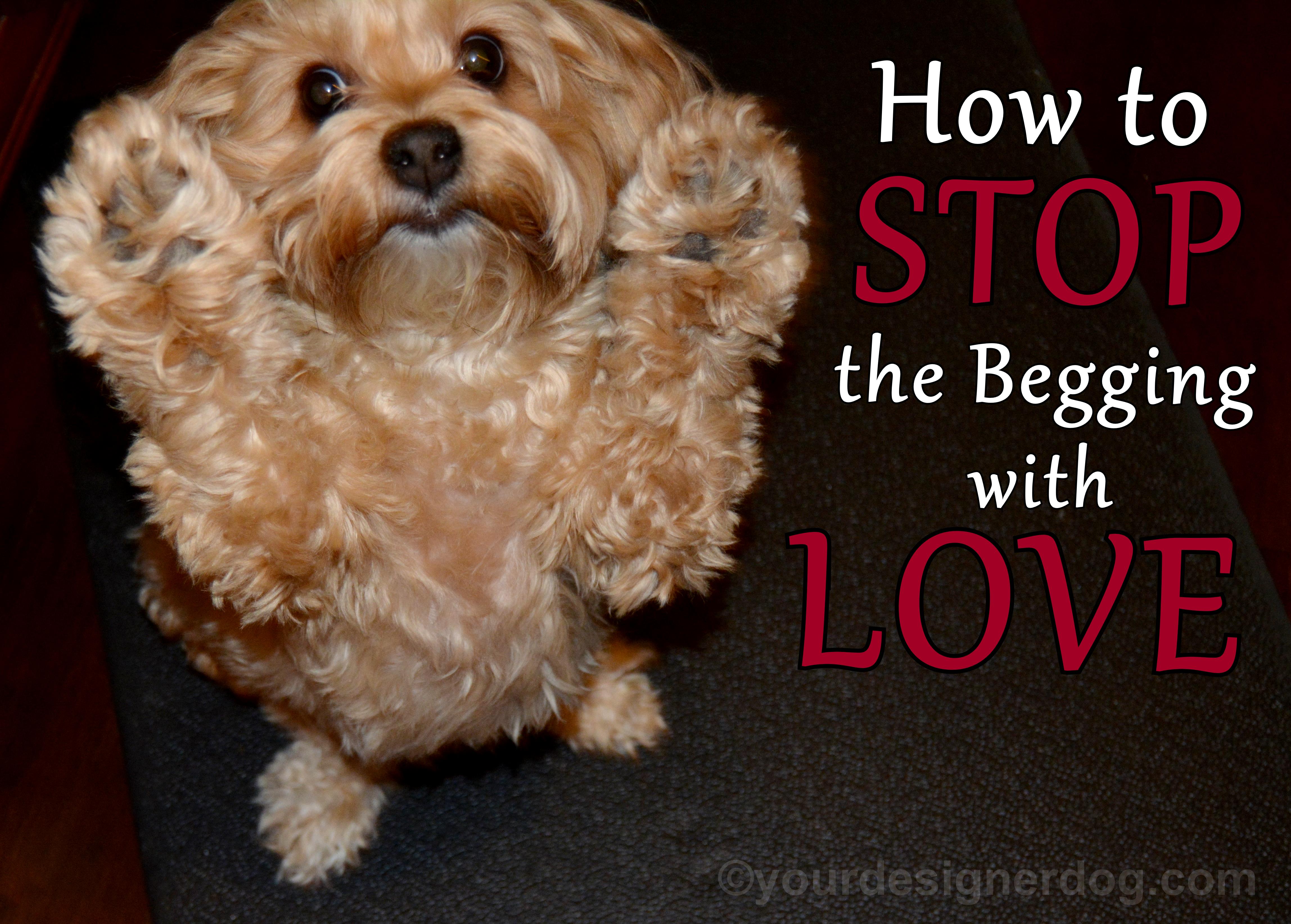 dogs, designer dogs, yorkipoo, yorkie poo, begging, how to