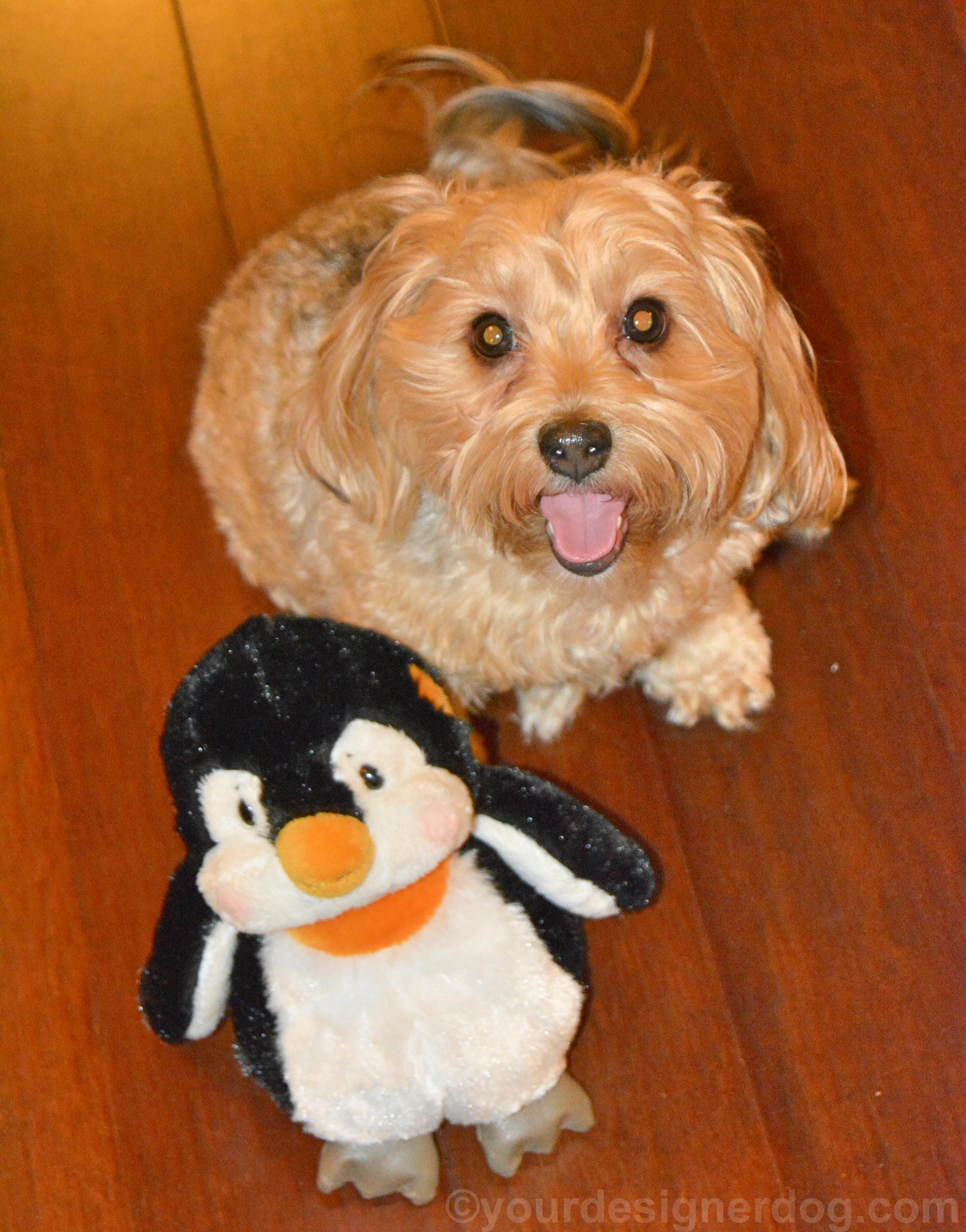 dogs, designer dogs, yorkipoo, yorkie poo, tongue out, dog smiling, penguin