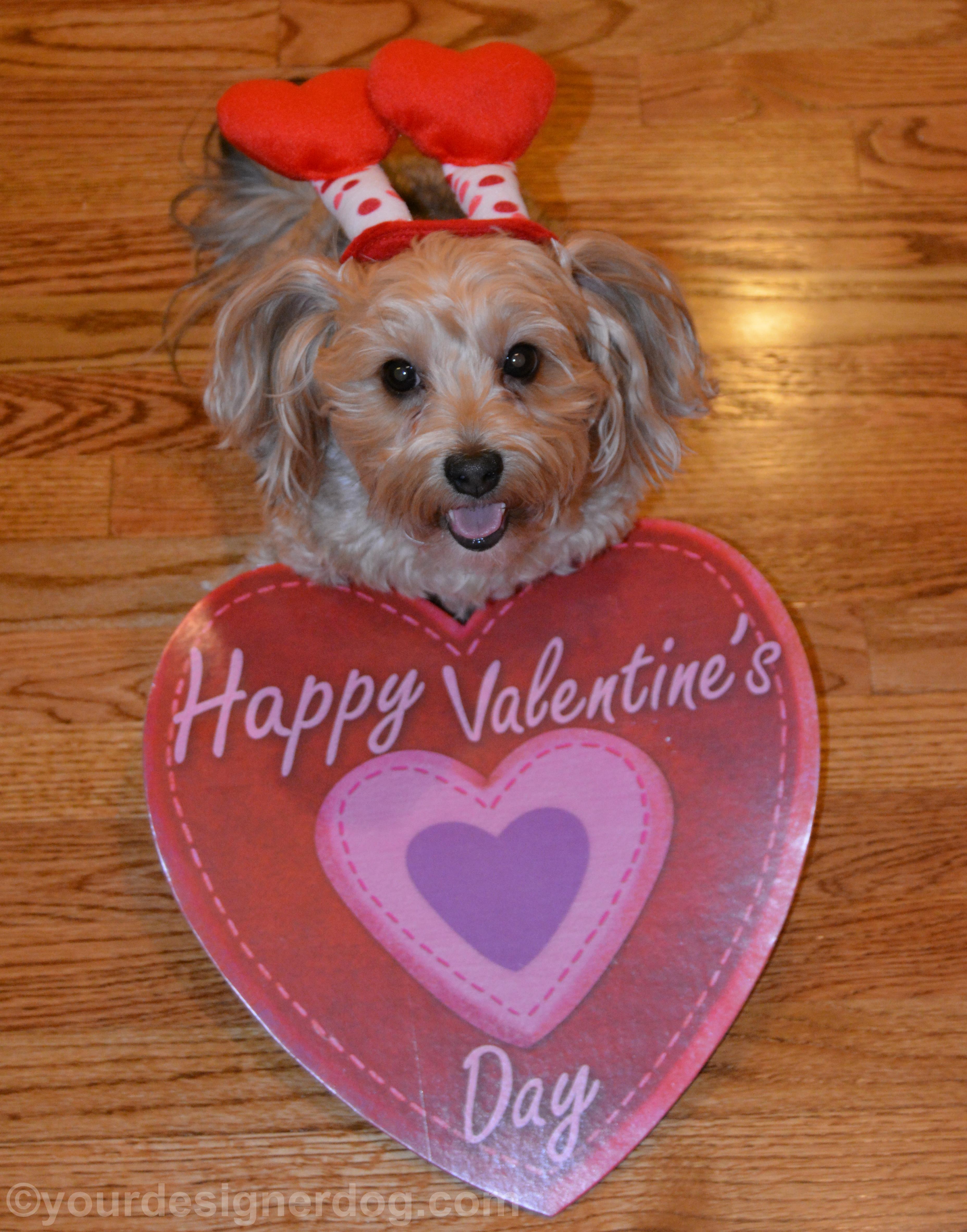 dogs, designer dogs, yorkipoo, yorkie poo, cutie pie, tongue out, dog smiling, valentine's day