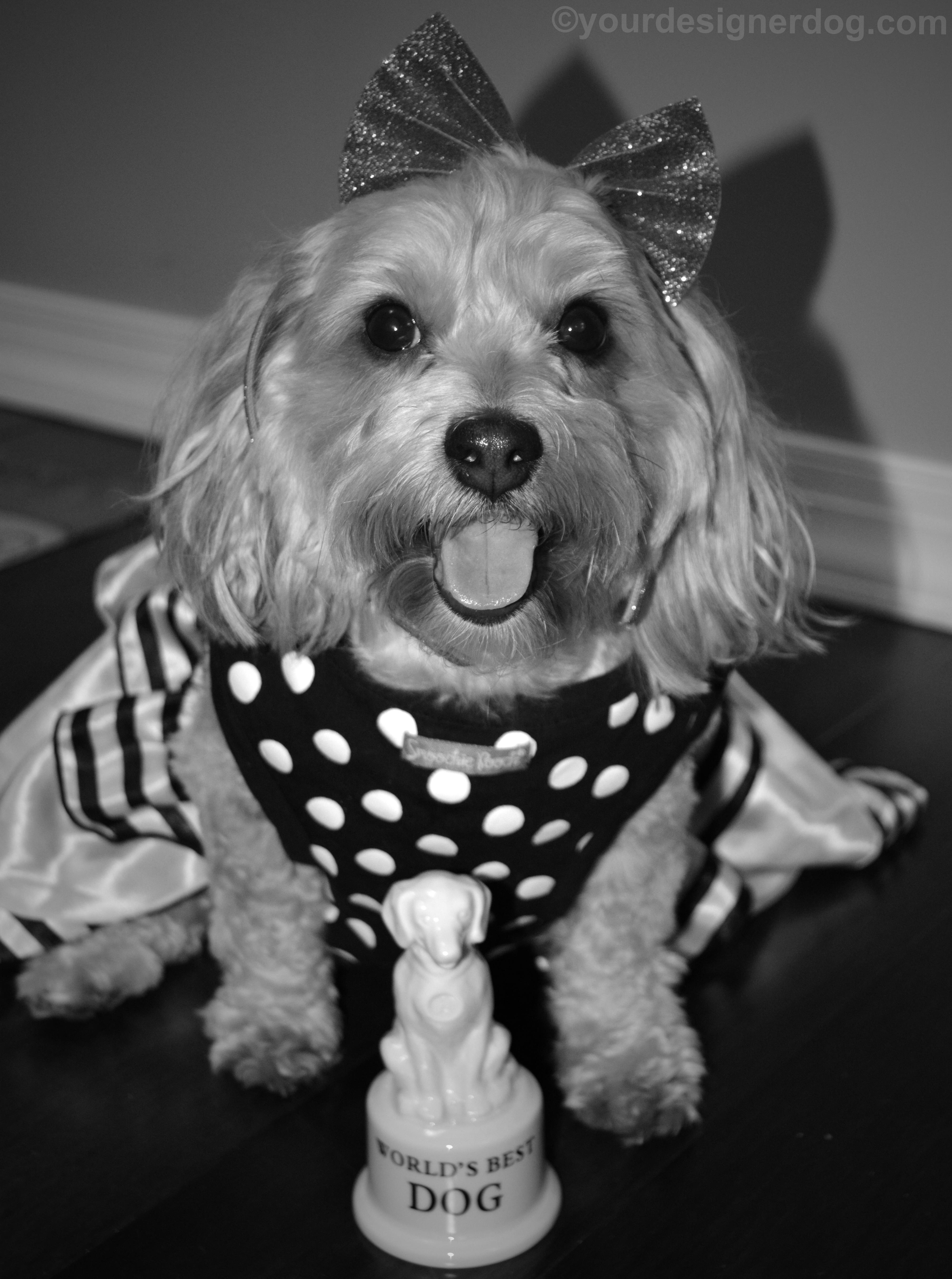 dogs, designer dogs, yorkipoo, yorkie poo, oscars, dog award, black and white photography, black and white dog dress